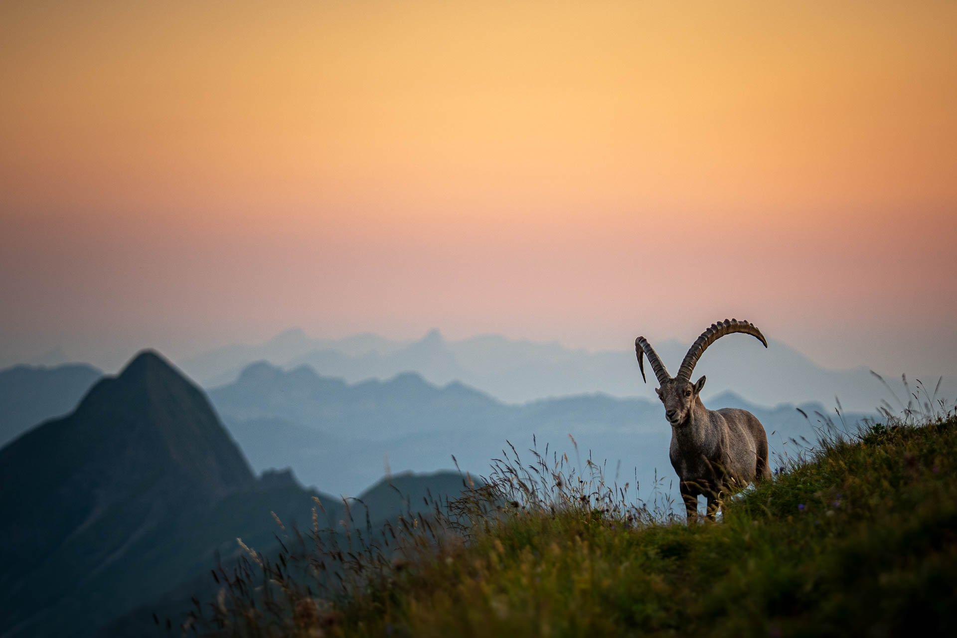 Jens-Zimmer-Photographie_BrienzerRothorn_CHE_20260729_009.jpg