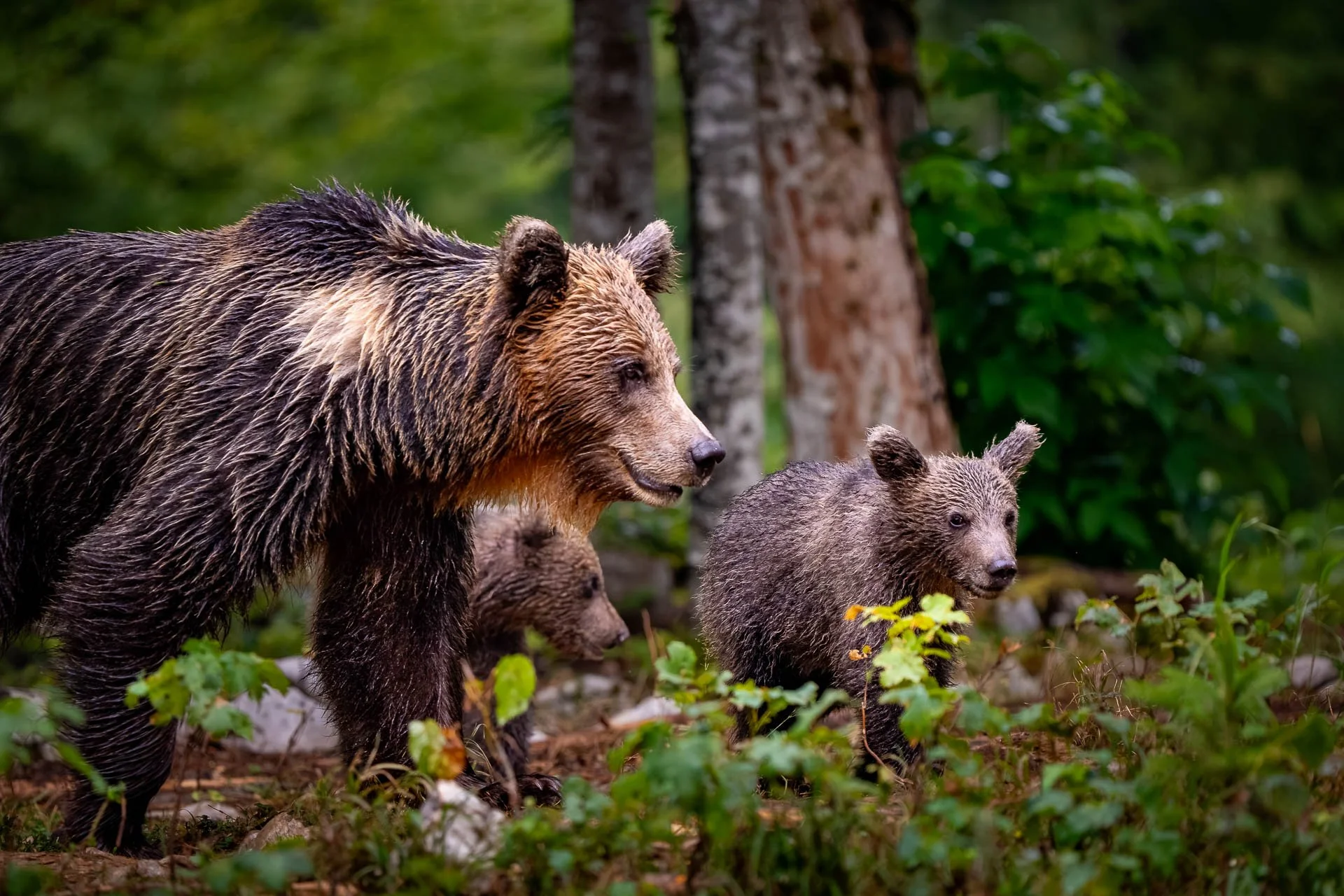 Jens-Zimmer-Photographie_SlowenienBears_SVN_20260723_001.jpg