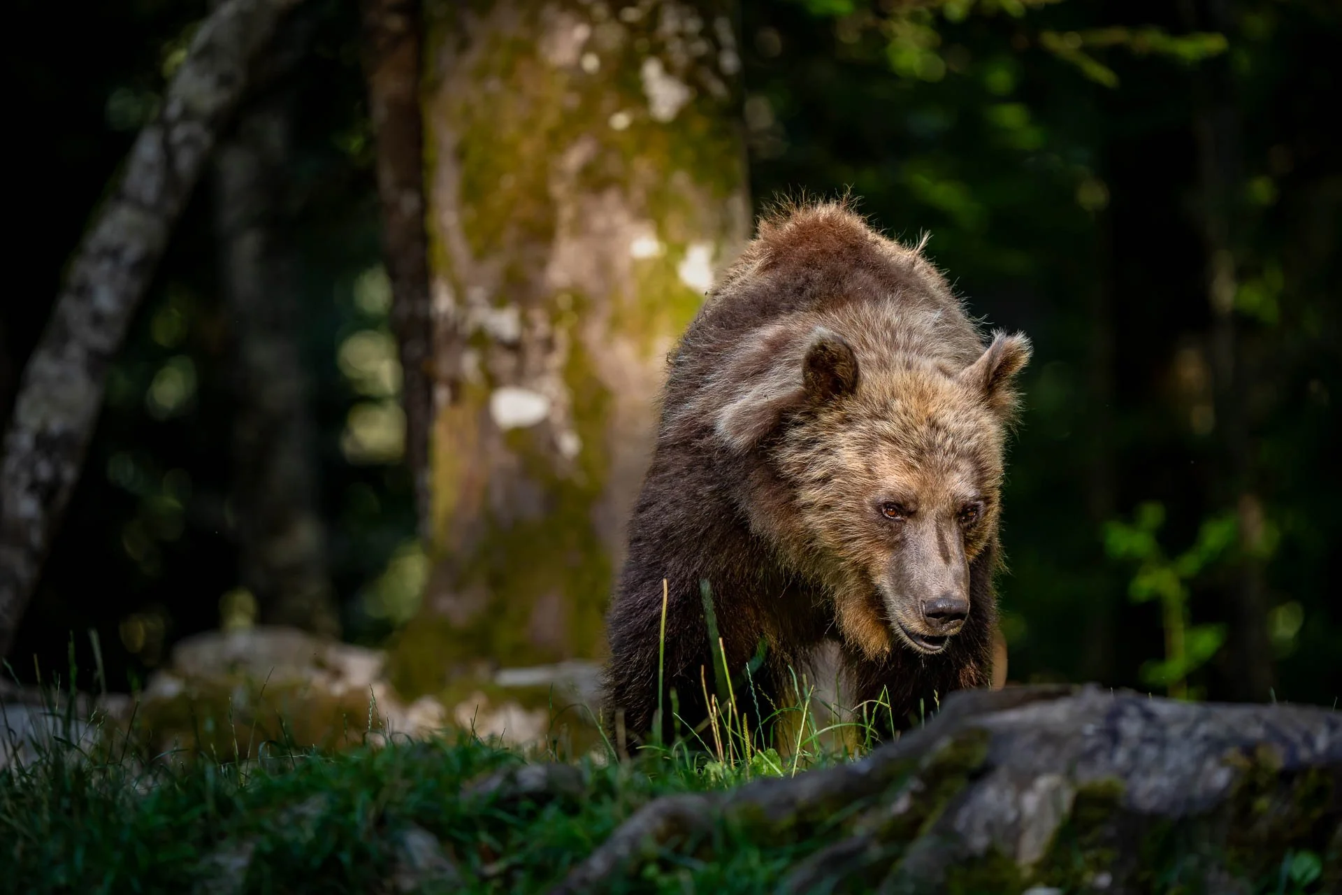 Jens-Zimmer-Photographie_SlowenienBears_SVN_20260725_016.jpg
