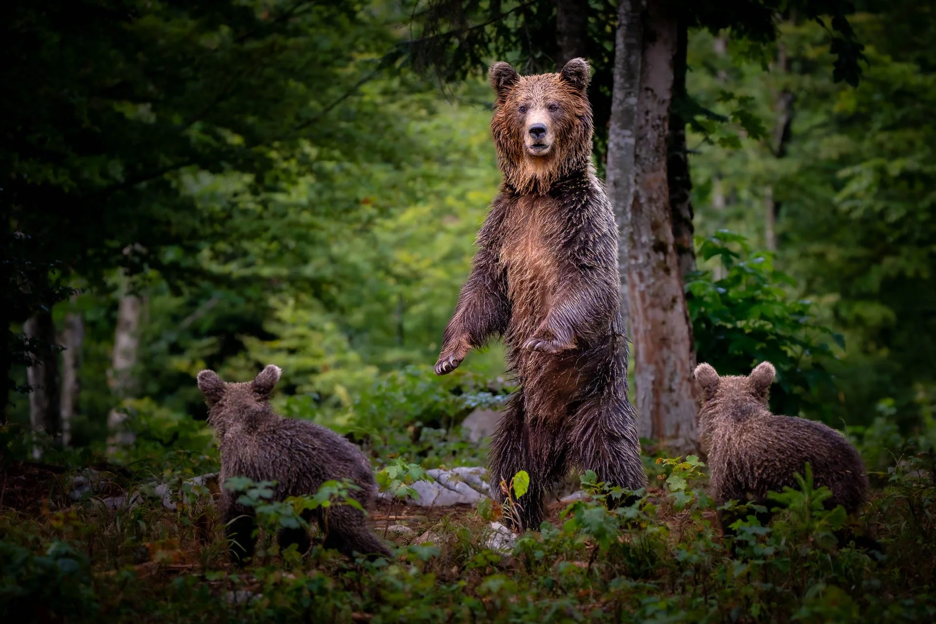 Jens-Zimmer-Photographie_SlowenienBears_SVN_20260723_007.jpg