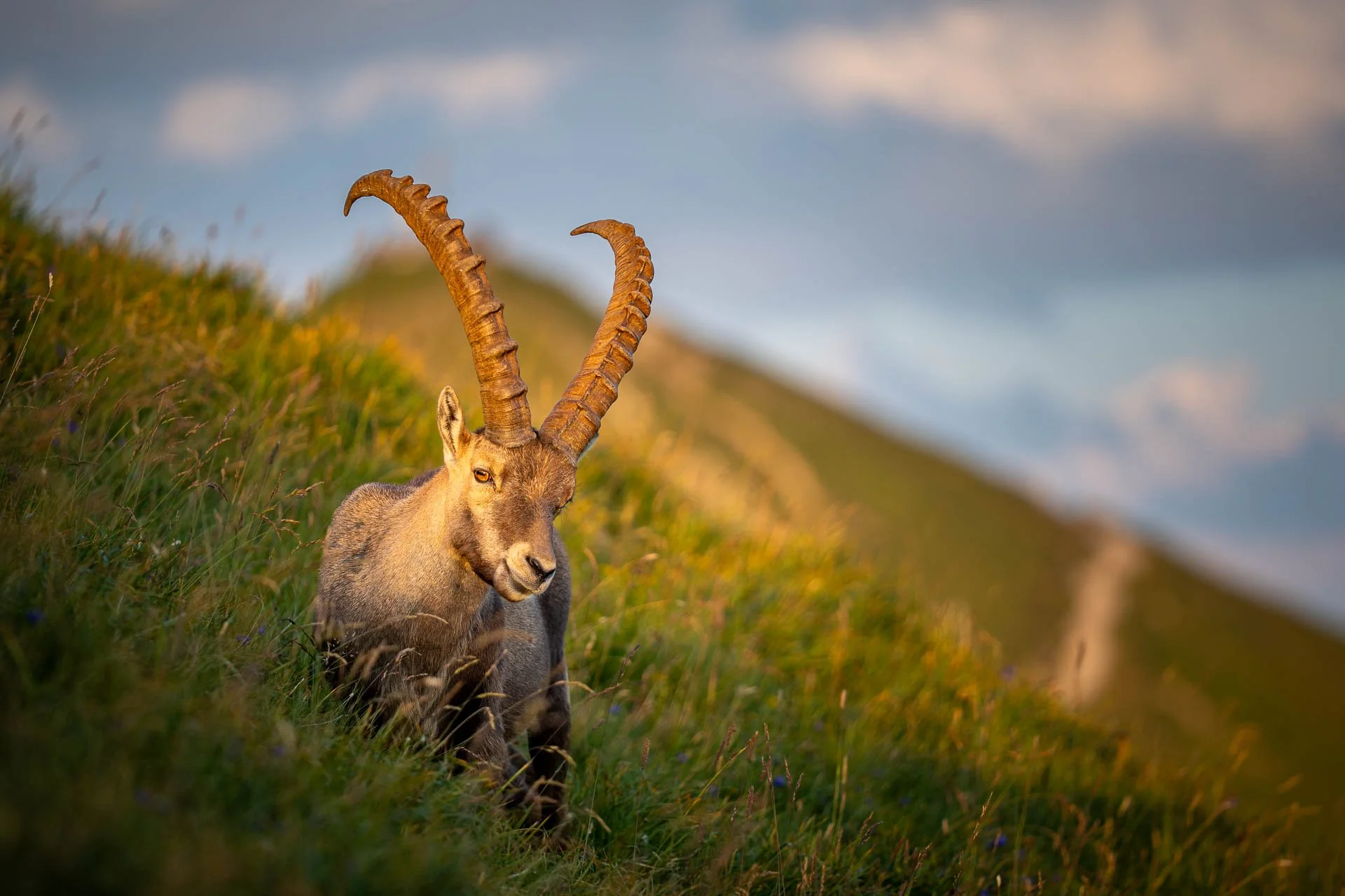 Jens-Zimmer-Photographie_BrienzerRothorn_CHE_20260729_006.jpg