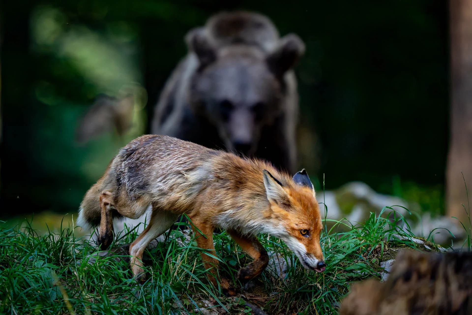 Ein rotbrauner Fuchs läuft durch grünes Gras, im Hintergrund ein Löwe, der auf einen vorbeiziehenden Ich beobachtet.
