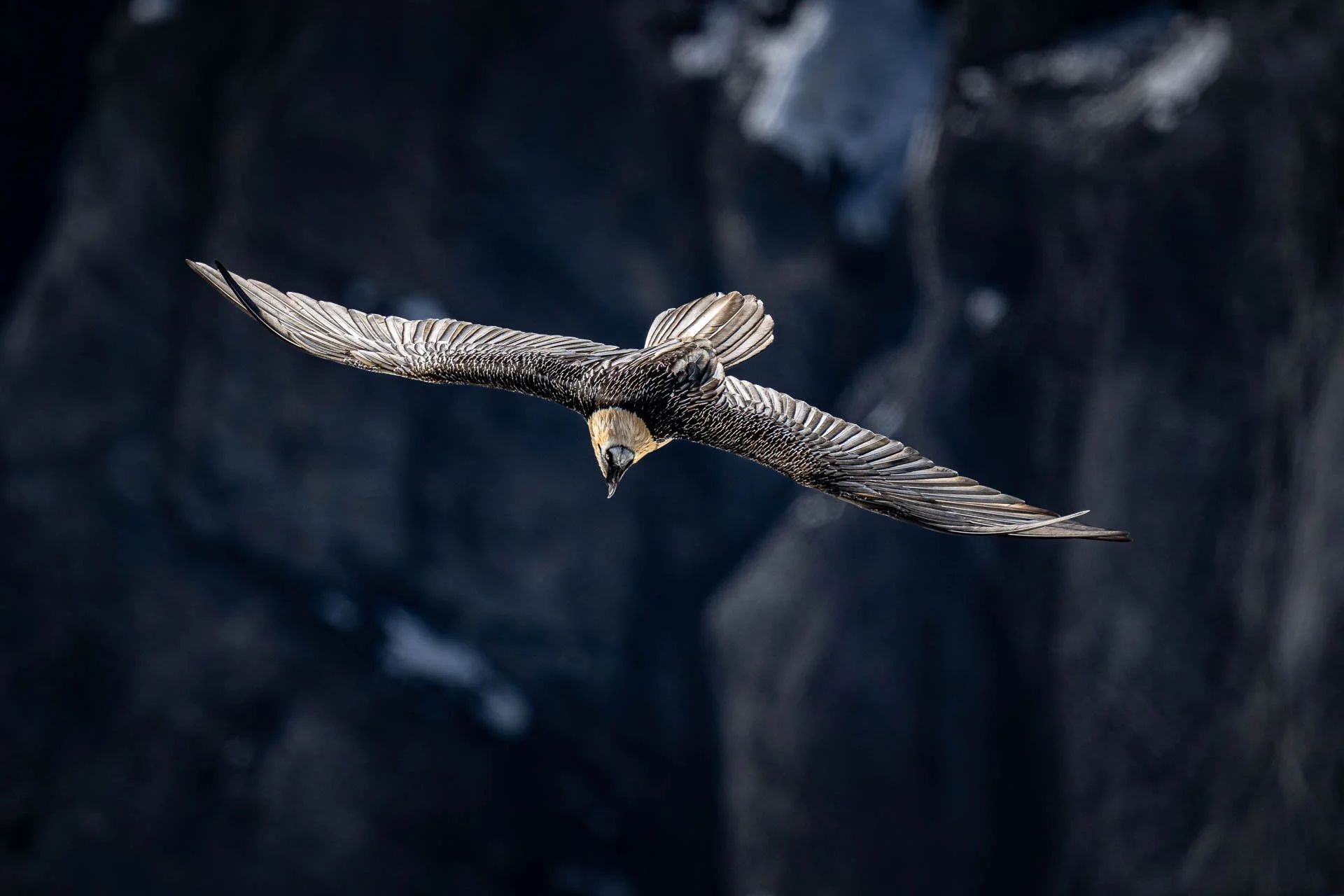 Jens-Zimmer-Photographie_Bartgeier_CHE_20260228_006.jpg