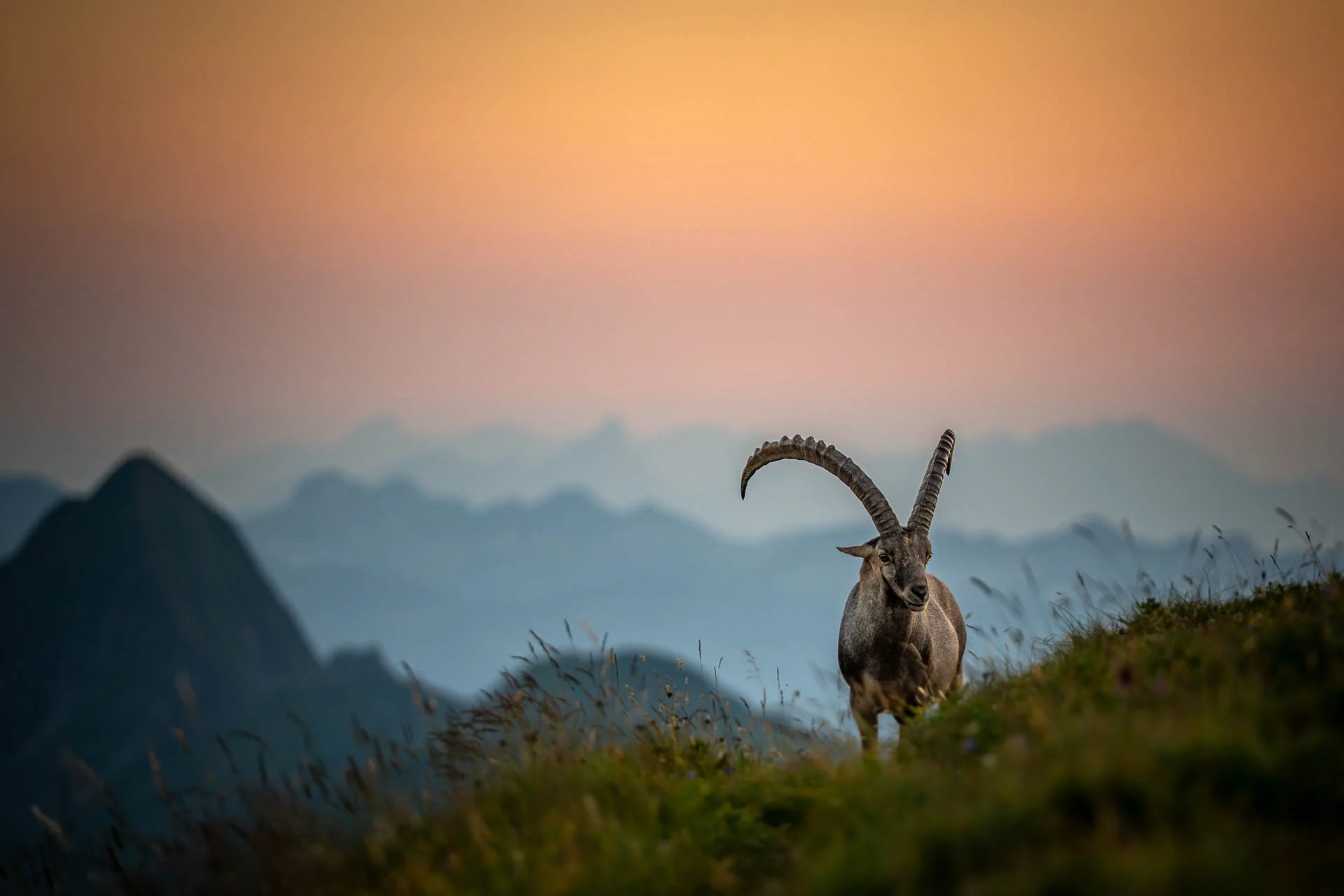 Jens-Zimmer-Photographie_BrienzerRothorn_CHE_20260729_010.jpg