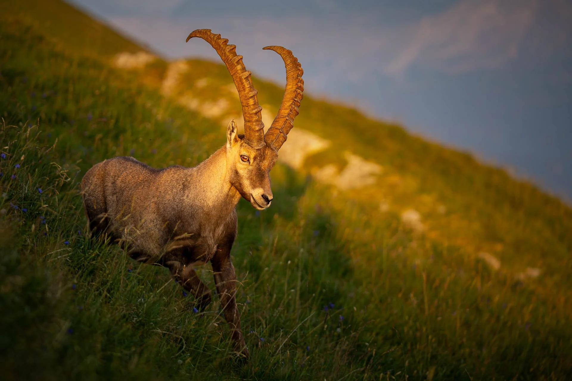 Jens-Zimmer-Photographie_BrienzerRothorn_CHE_20260729_007.jpg