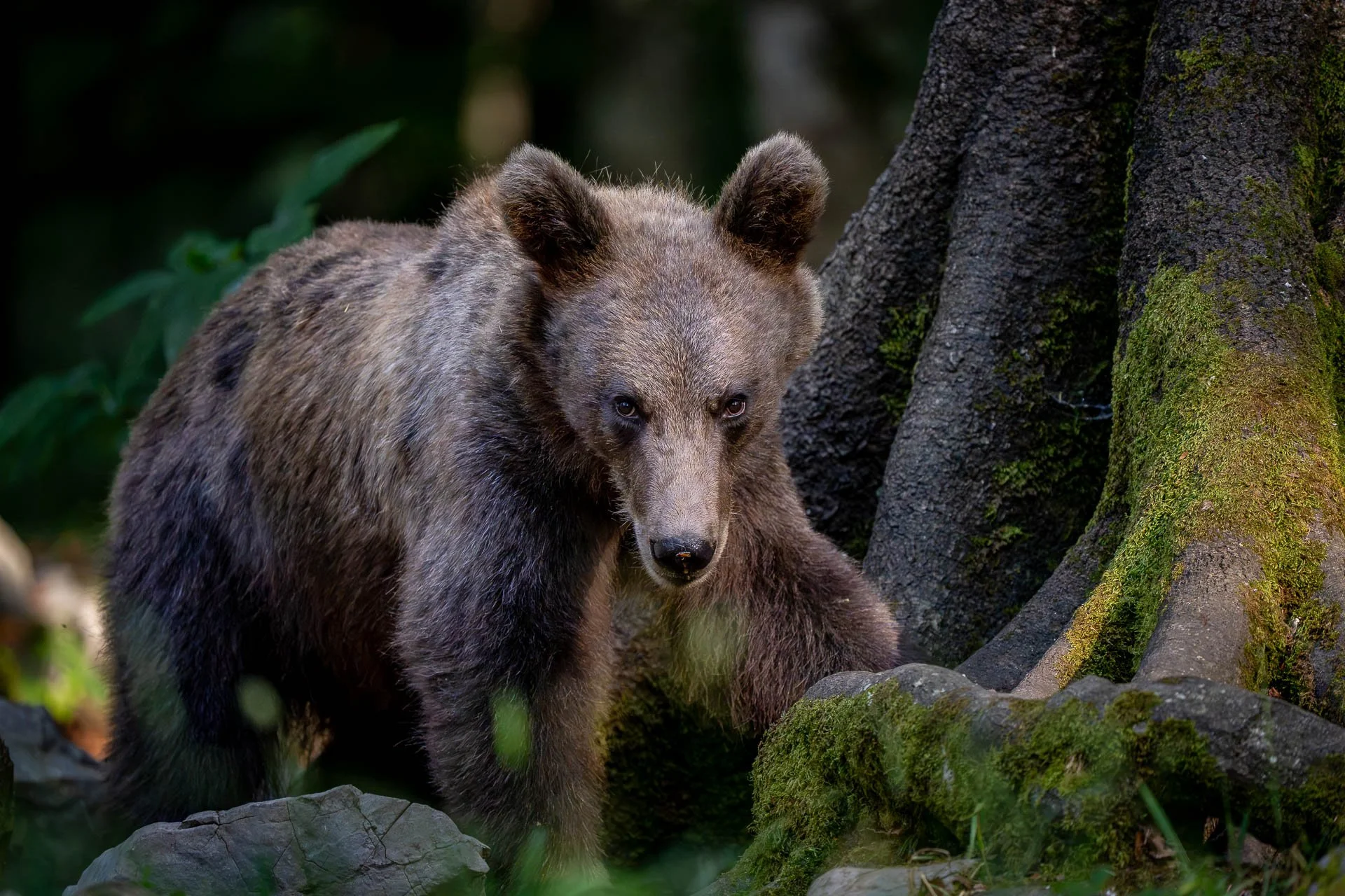 Jens-Zimmer-Photographie_SlowenienBears_SVN_20260725_014.jpg