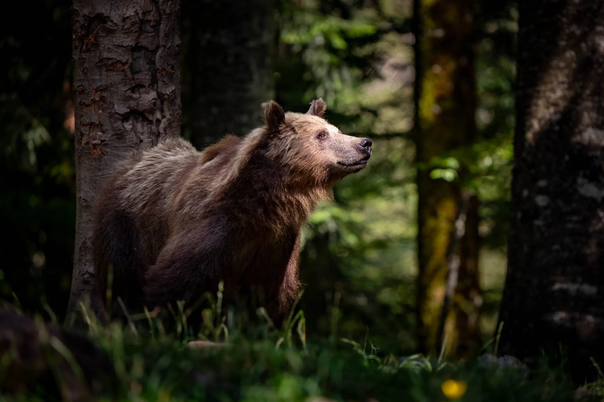 Jens-Zimmer-Photographie_SlowenienBears_SVN_20260725_011.jpg