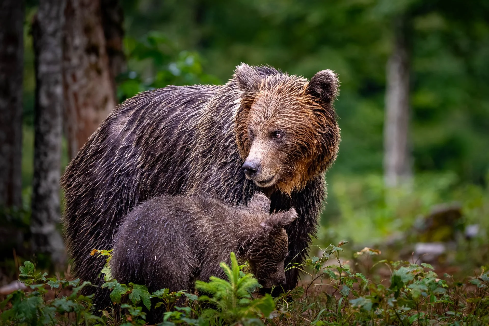 Eine Bärin mit einem Jungtier in einem Wald.