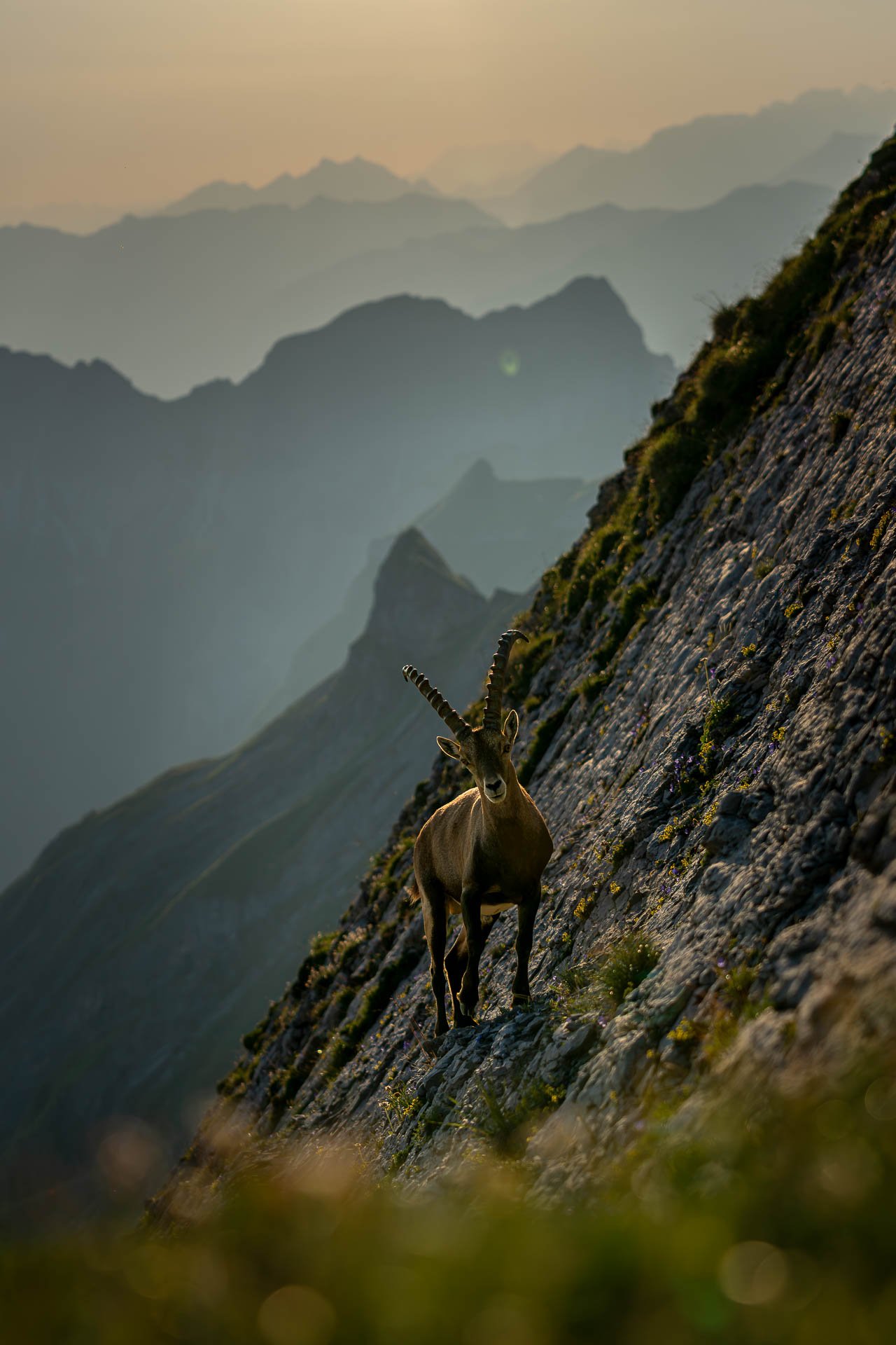 Jens-Zimmer-Photographie_BrienzerRothorn_CHE_20260730_027.jpg