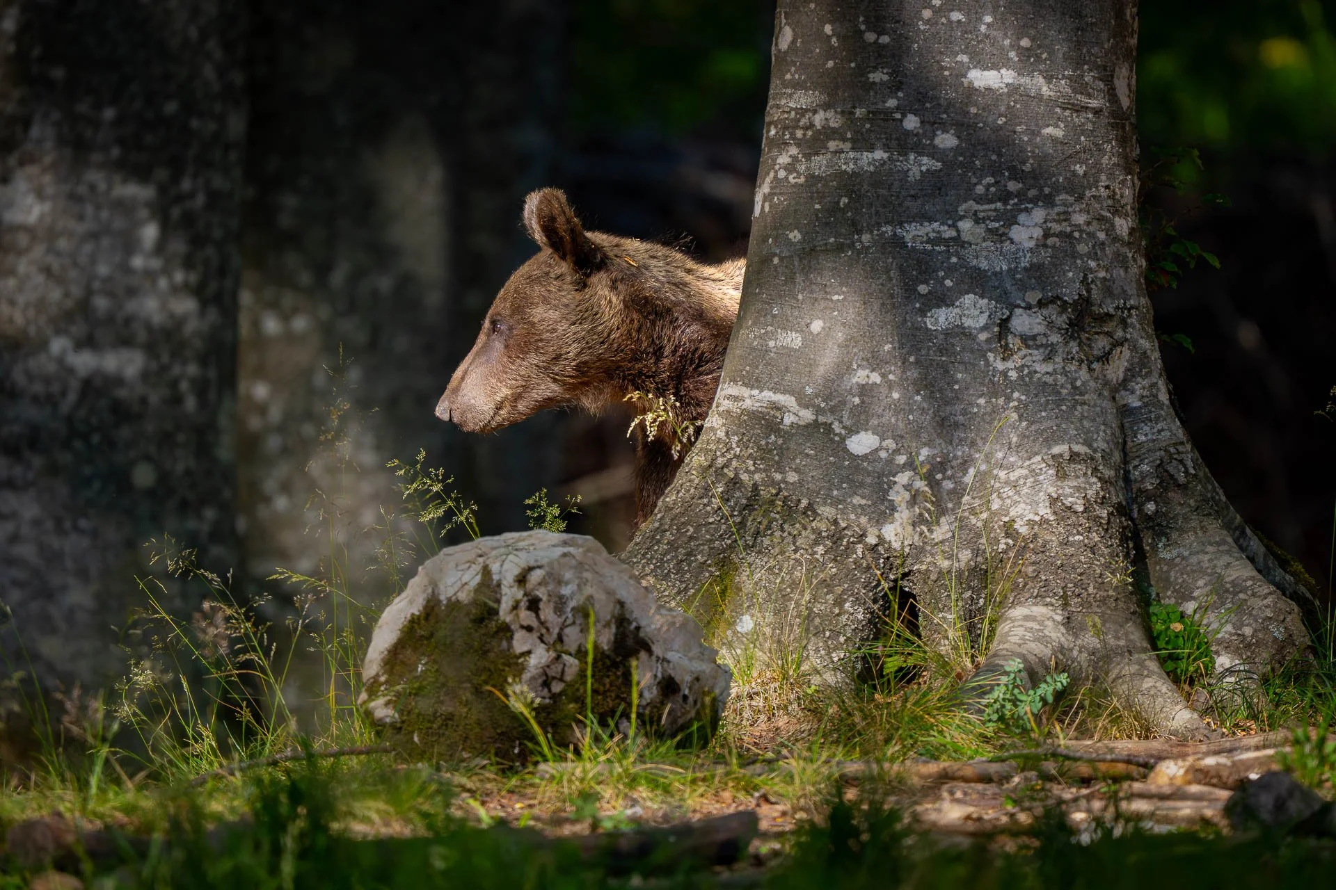 Jens-Zimmer-Photographie_SlowenienBears_SVN_20260724_009.jpg