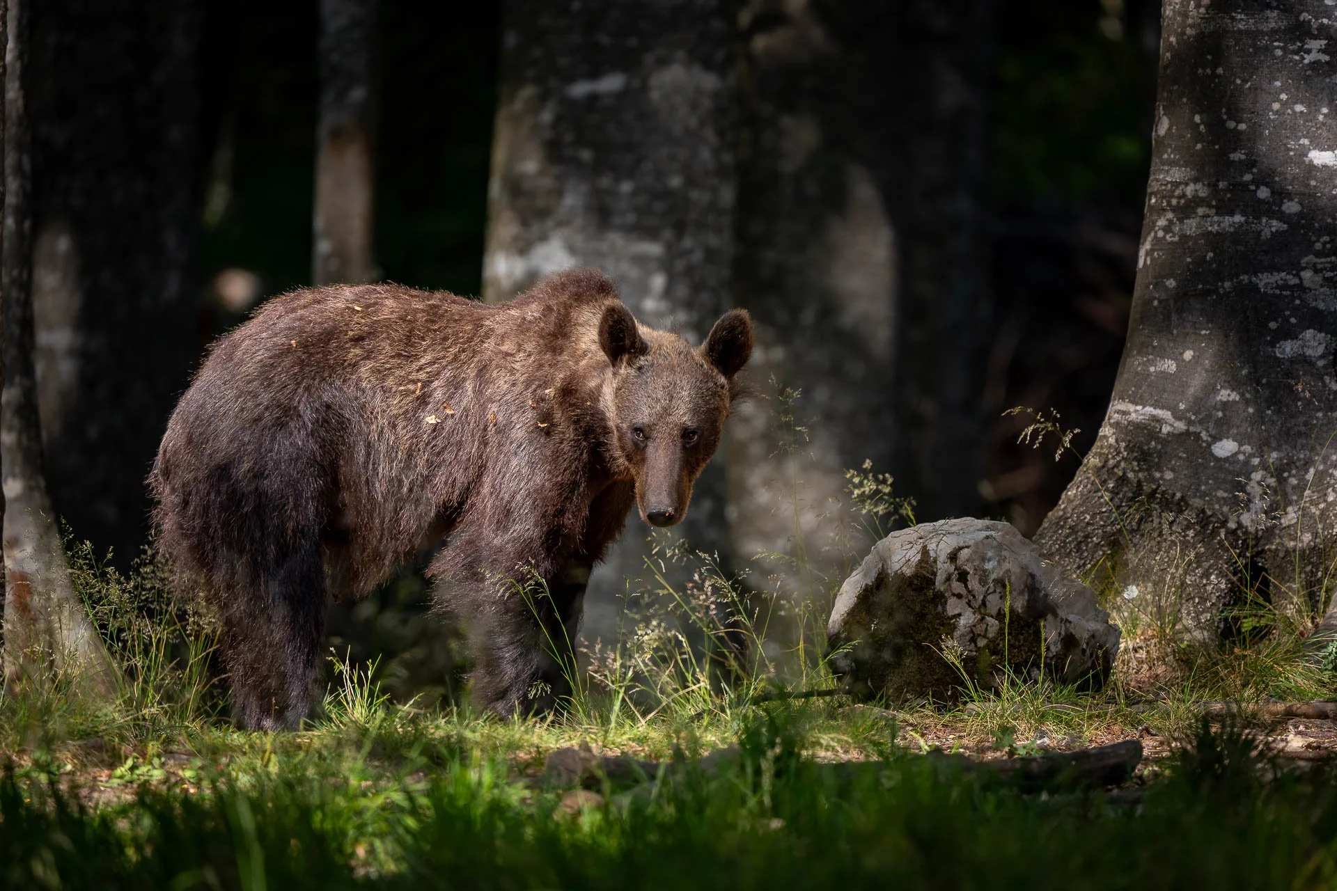 Jens-Zimmer-Photographie_SlowenienBears_SVN_20260724_008.jpg