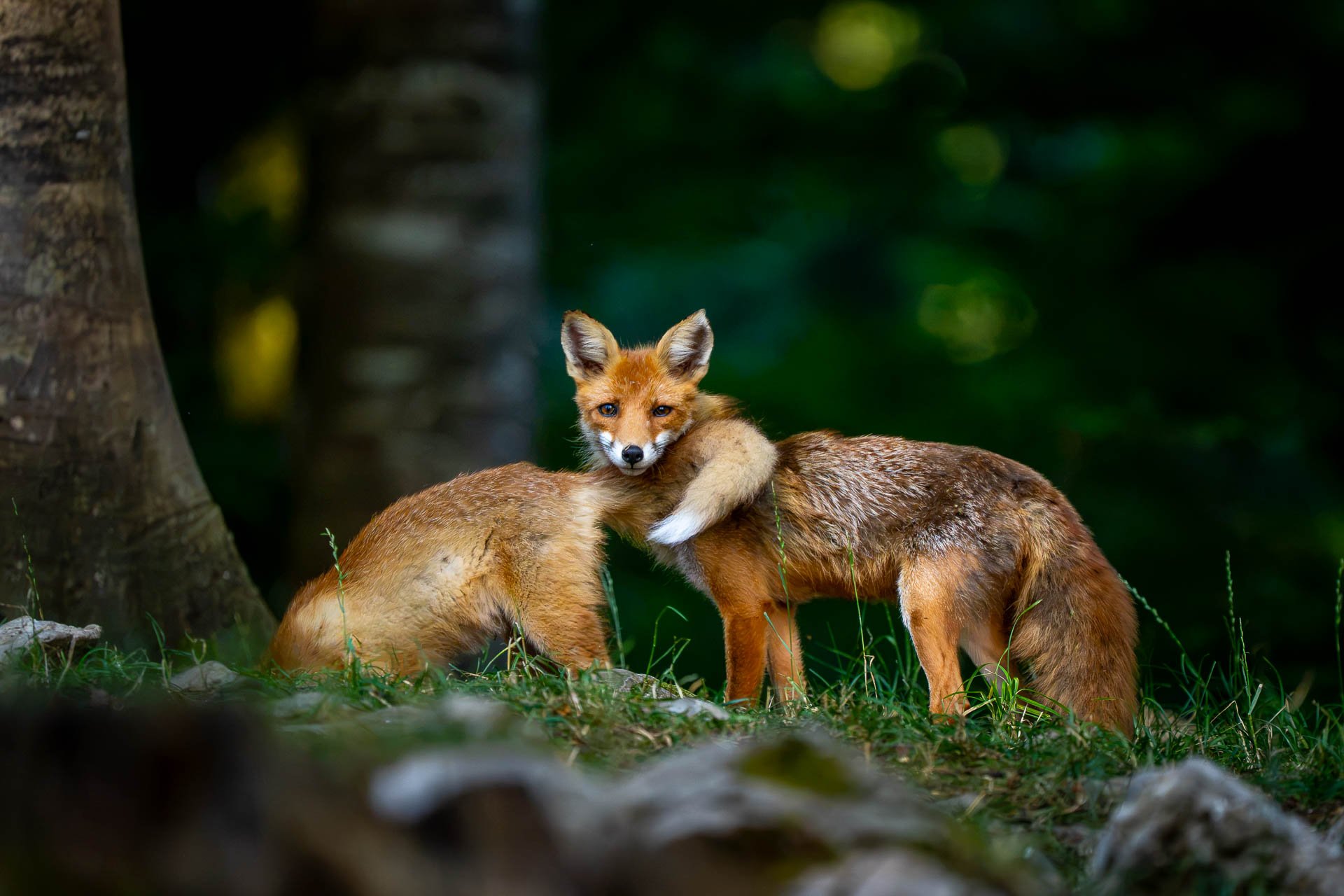 Ein Rotfuchs sitzt zwischen zwei anderen Füchsen in einem grünen Waldumfeld, Blick direkt zur Kamera gerichtet.