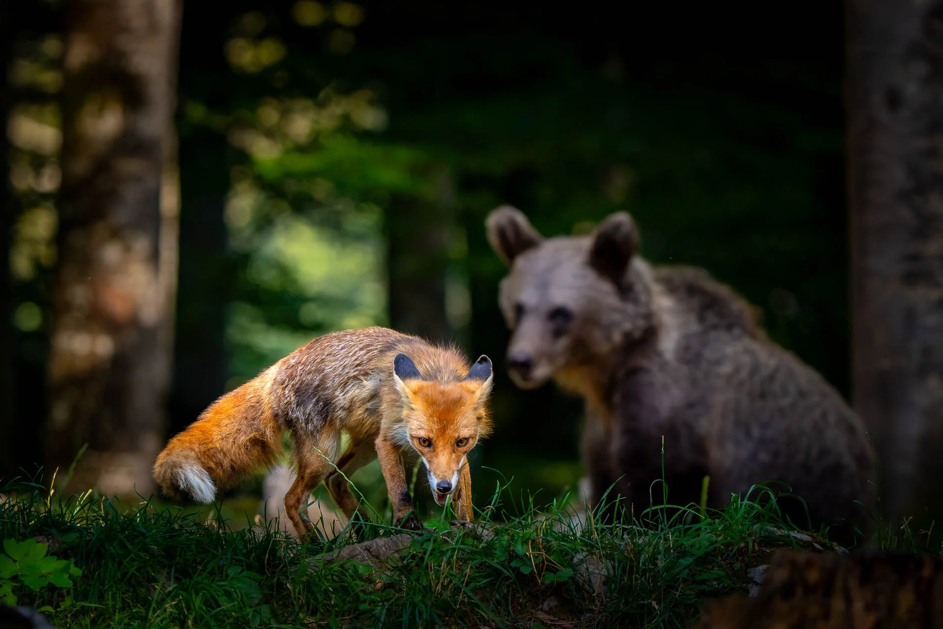 Ein Fuchs und zwei Bären in einem Wald.