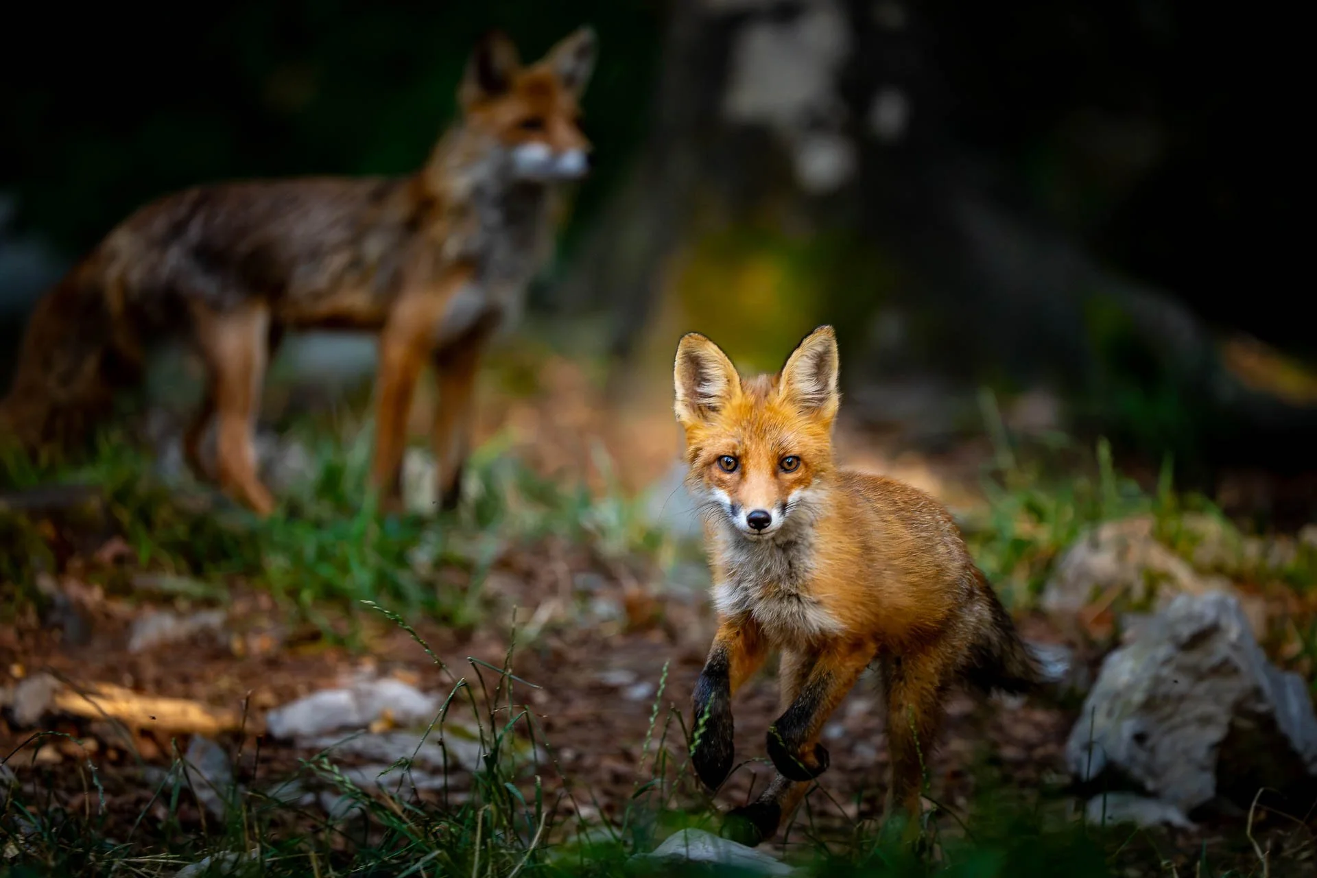 Ein Fuchs sitzt auf dem Waldboden mit einem zweiten Fuchs im Hintergrund, der sich vom Betrachter abwendet.