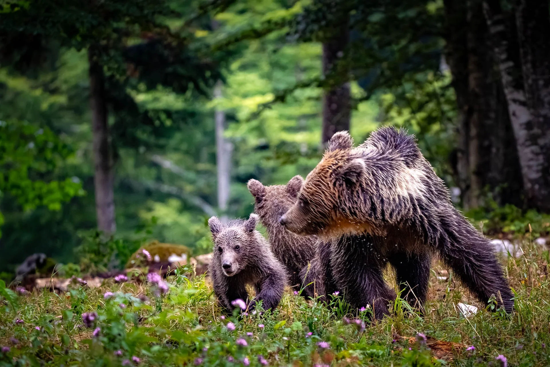 Bärenfamilie im Wald, bestehend aus einer Mutter und zwei Jungen, umgeben von grünen Bäumen und kleinen violetten Blumen am Boden.