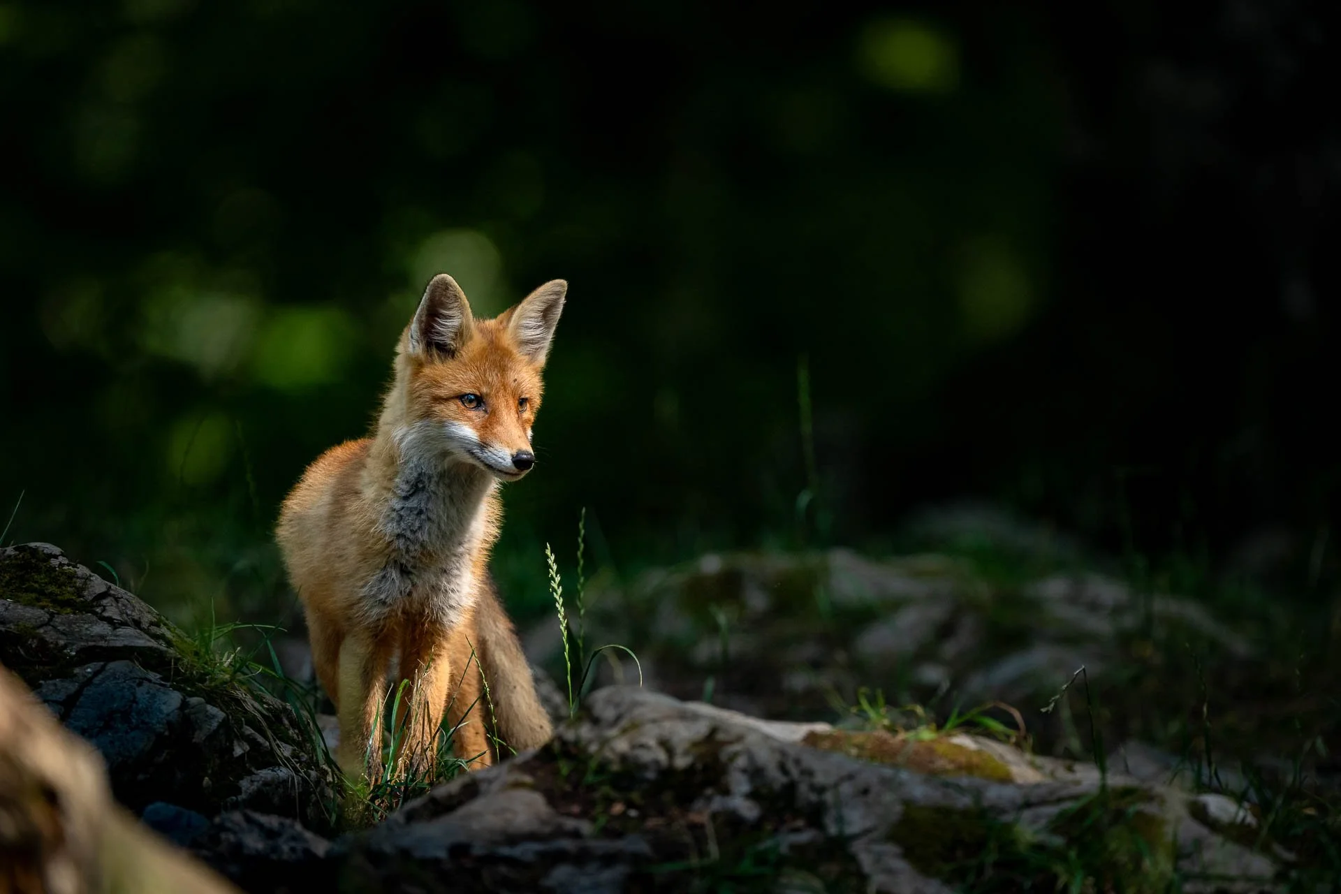 Ein Fuchs steht auf einem Baumstamm in einer dunklen, bewaldeten Umgebung.