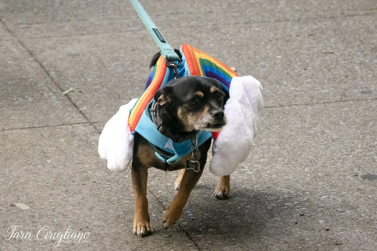 20240608-TaraCiriglianoPhotography_PoughkeepsiePride_620.jpg