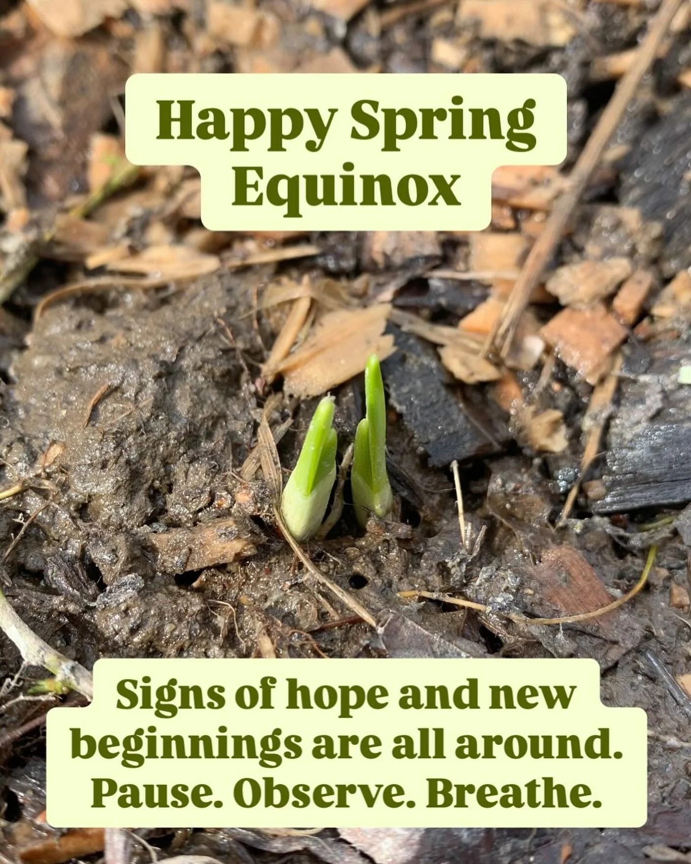 🌷 Happy Spring Equinox! Signs of hope and new beginnings are all around us. Let&rsquo;s us rejoice in the promise of light, warmth, and renewed energy. Take time to pause, observe, and breathe in the fresh air. 

I&rsquo;m both excited and anxious f