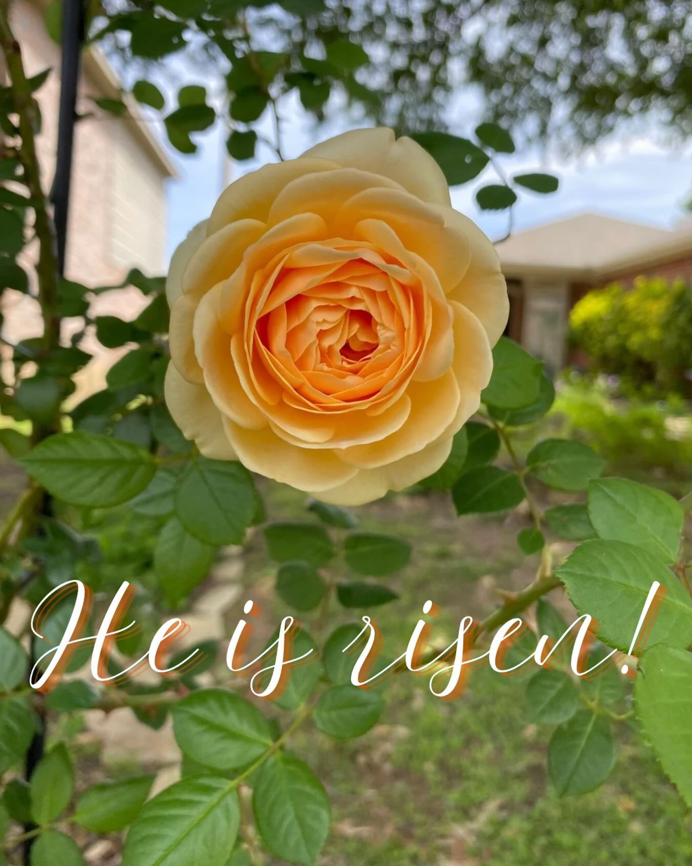 He is risen!