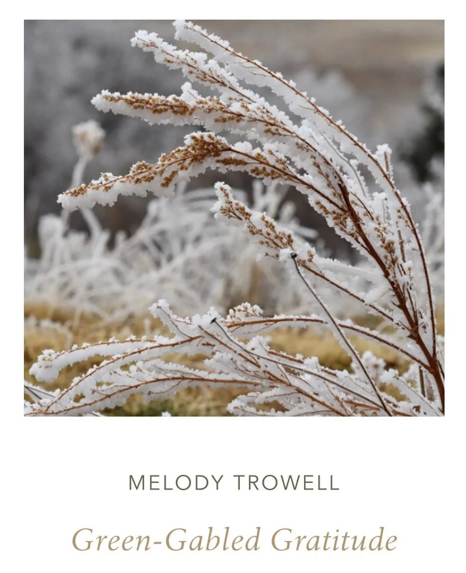 I noticed something when I read Anne of Green Gables this winter. ❄️ Let me know if you noticed it too. You can read about it in my essay for @cultivatingoakspress Winter issue: Renewing Gratitude. (link in bio)