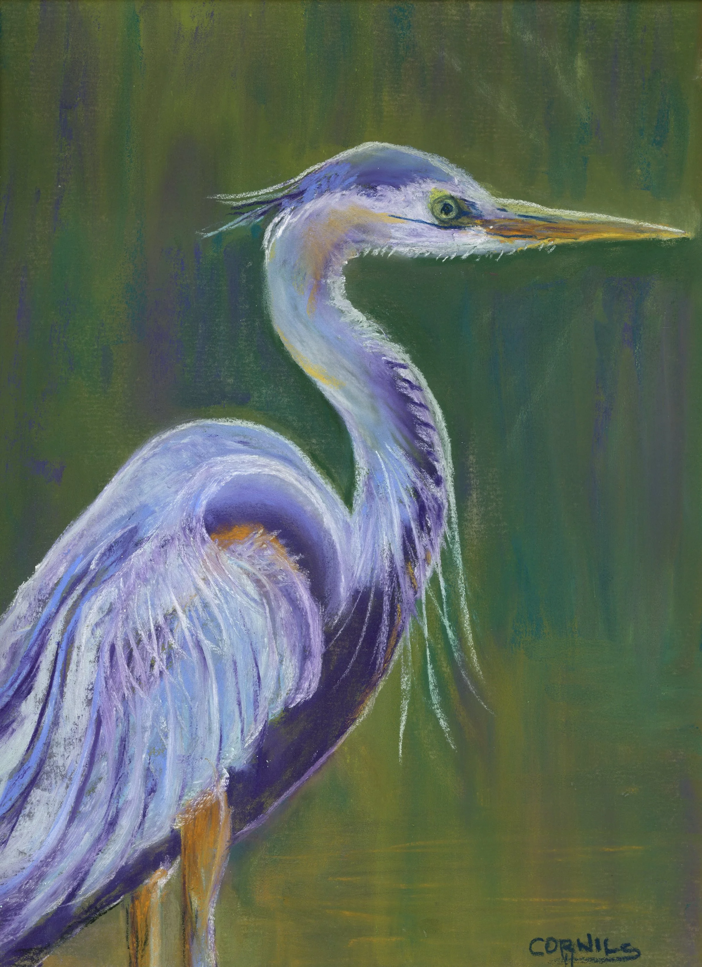 blue heron water birds