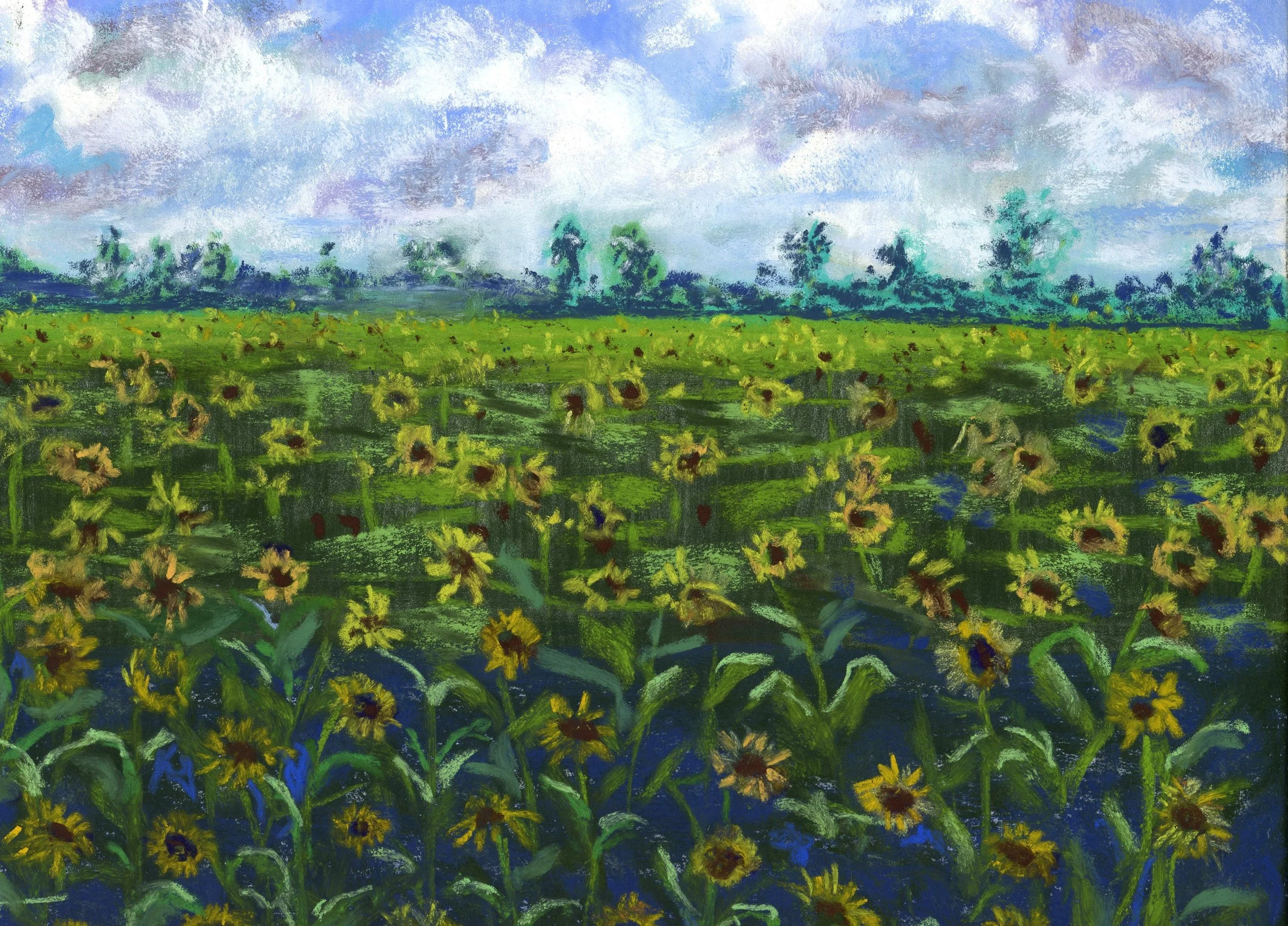 field of sunflowers.jpg