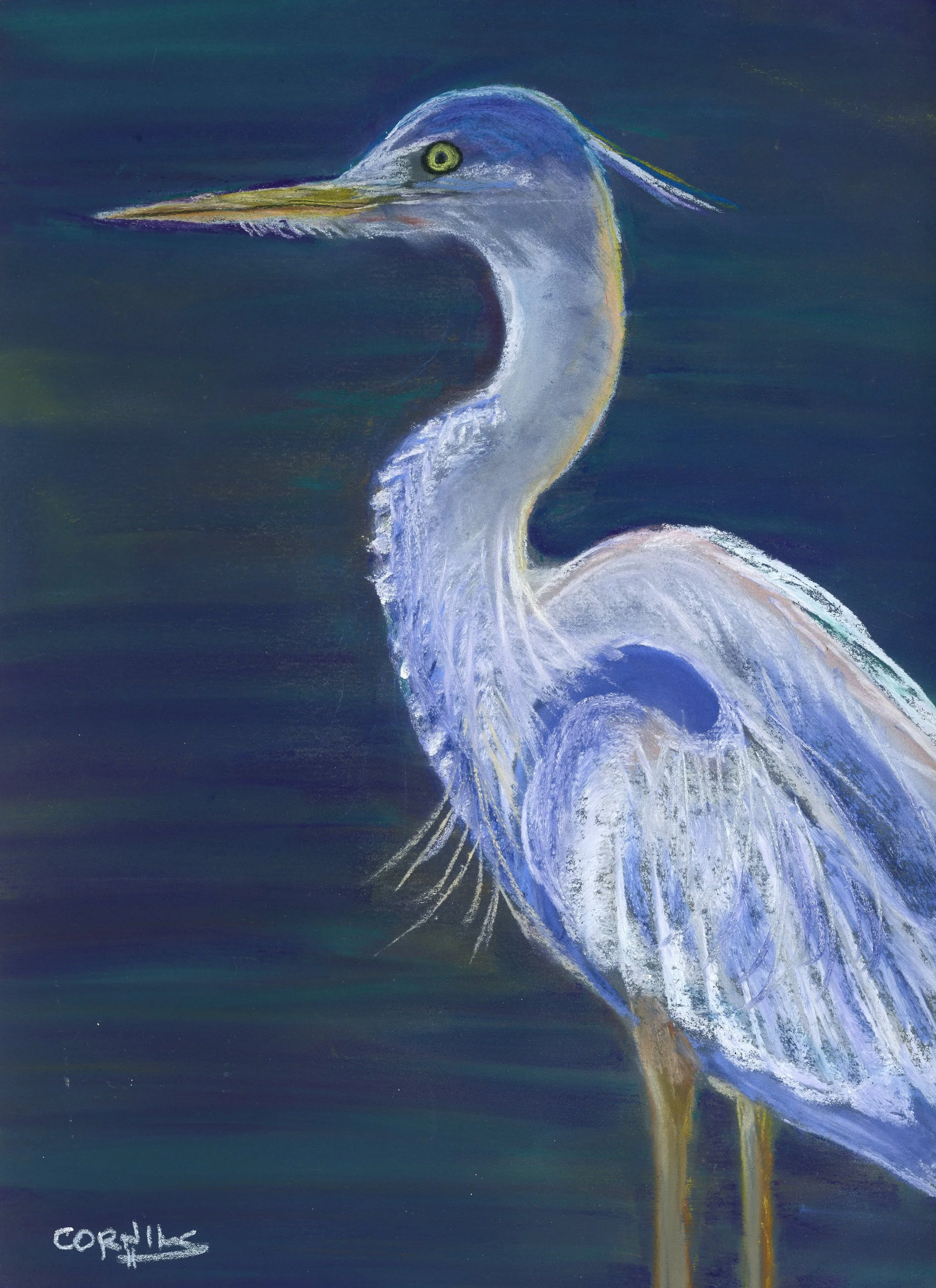 blue heron water birds