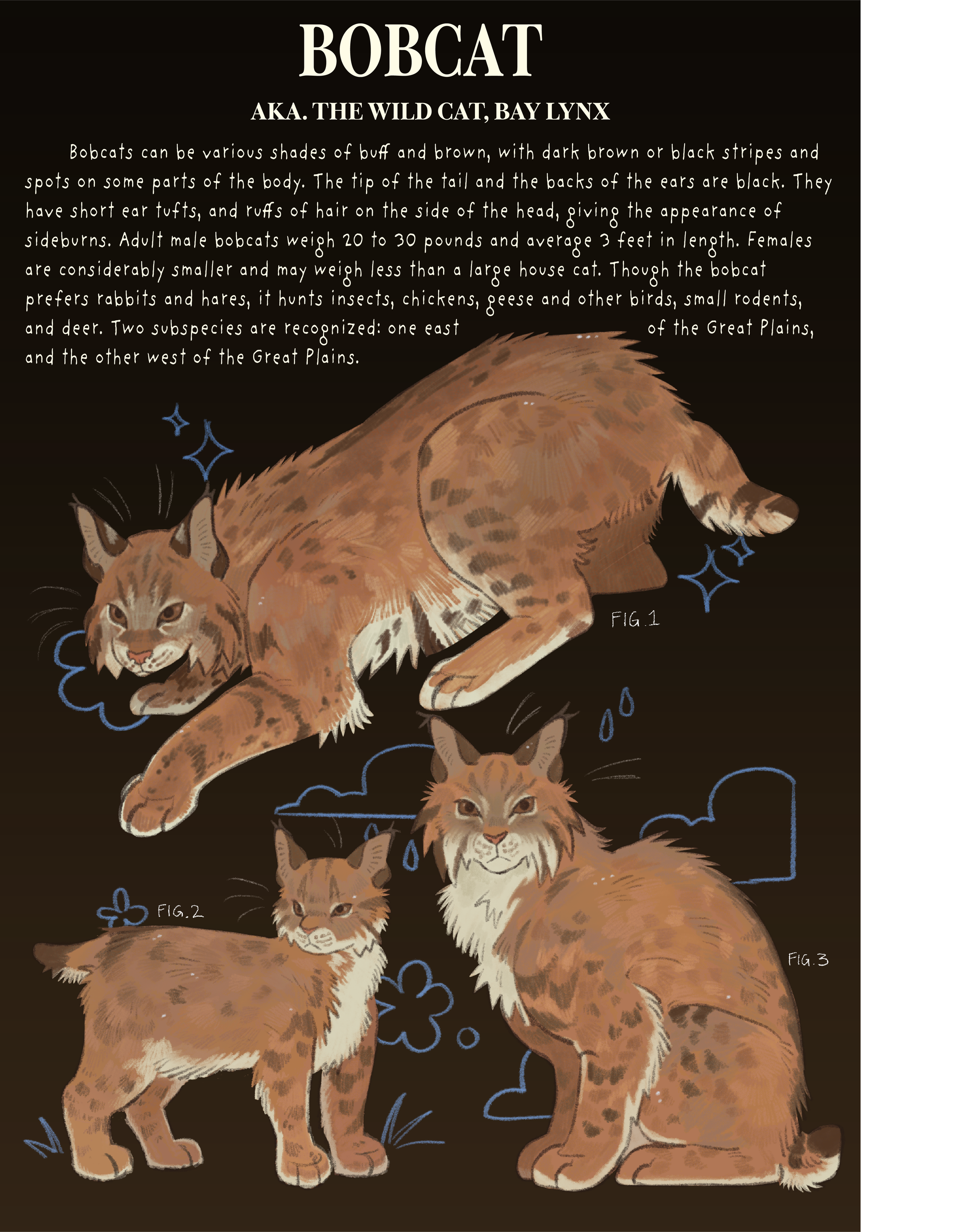 lynx.png