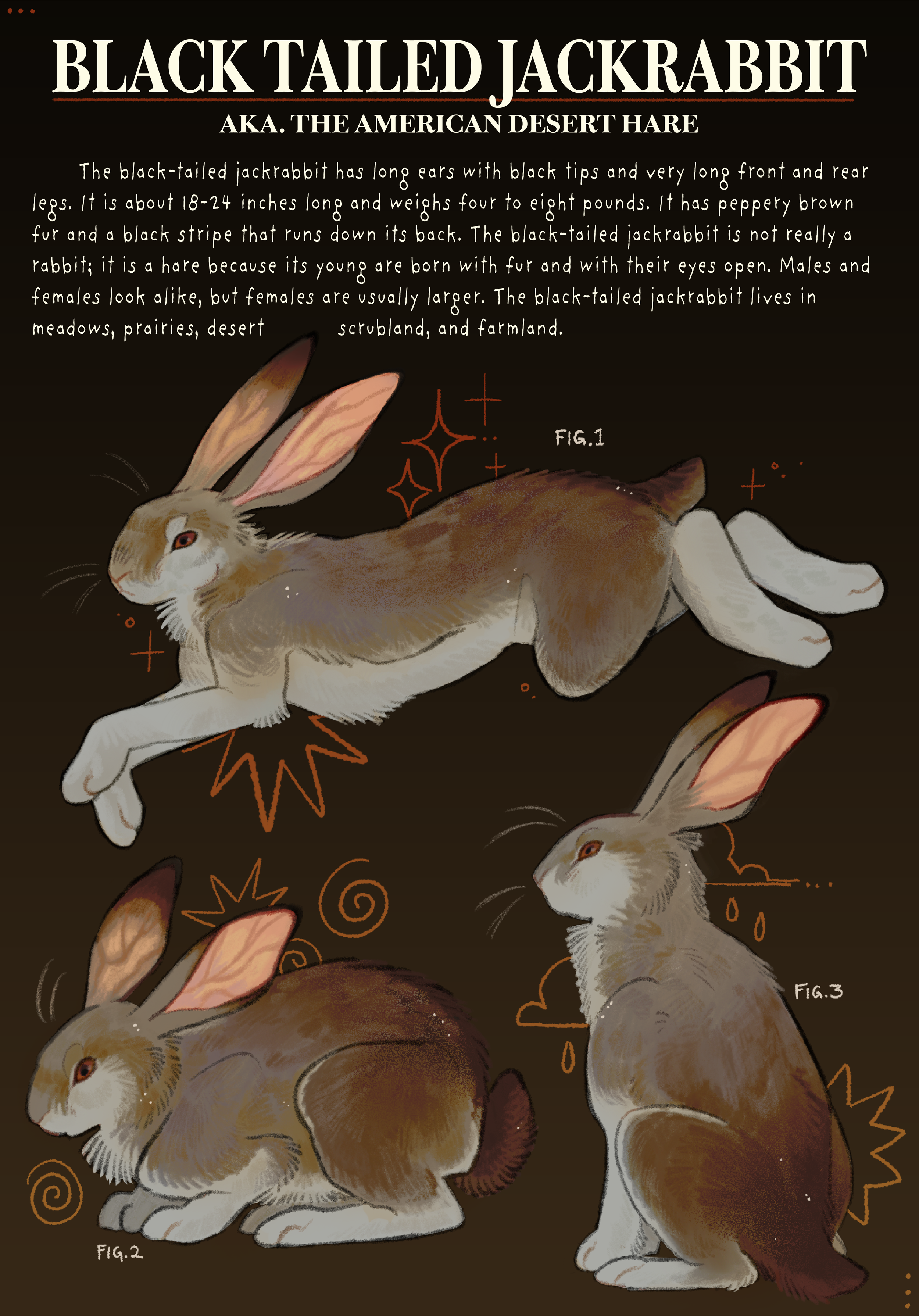 black_desert_hare_01.png