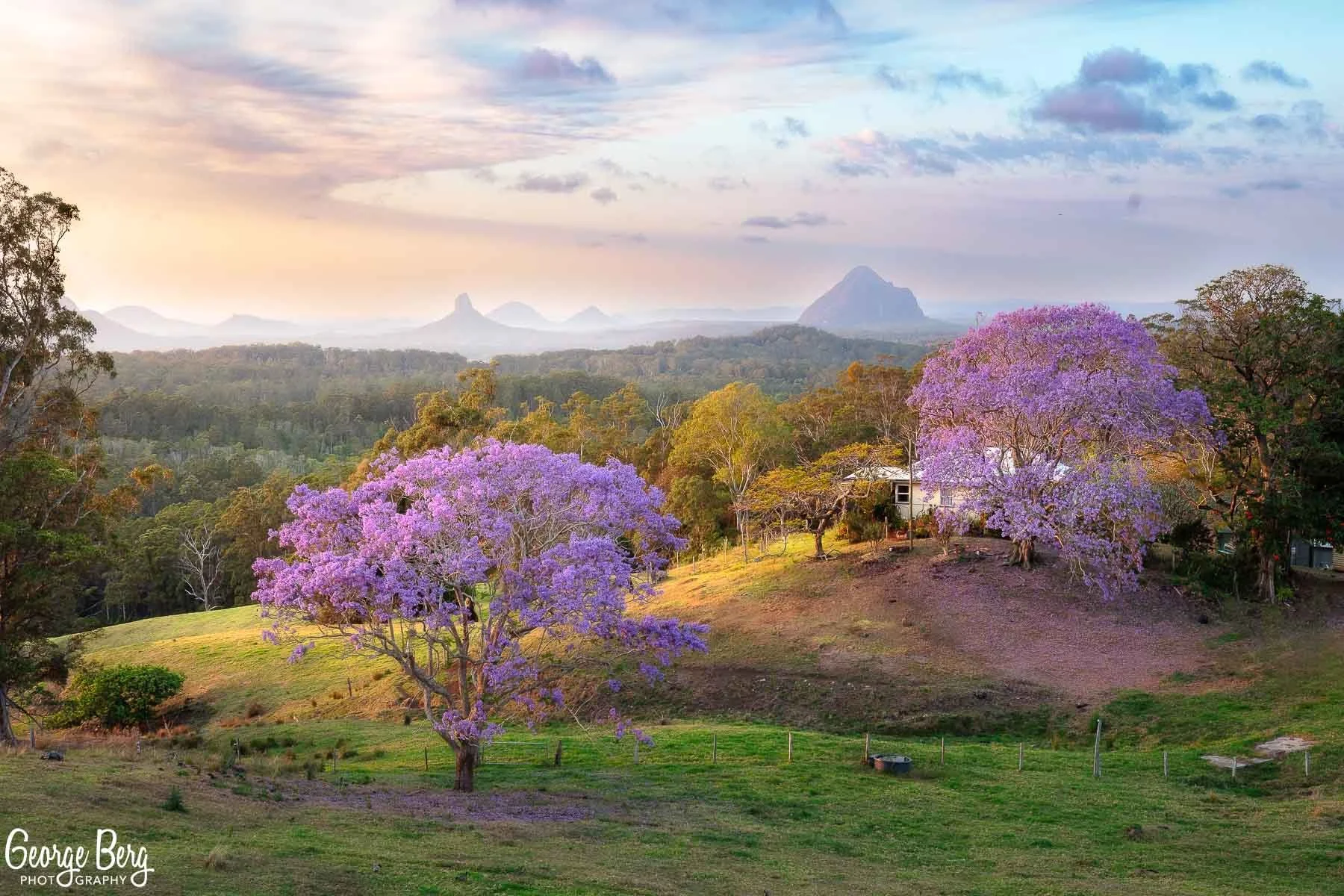 Smokey Jacarandas