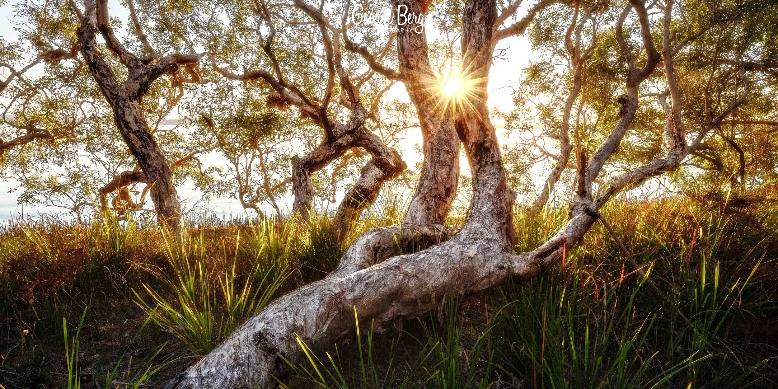 Weyba Gnarly Tree's Pano