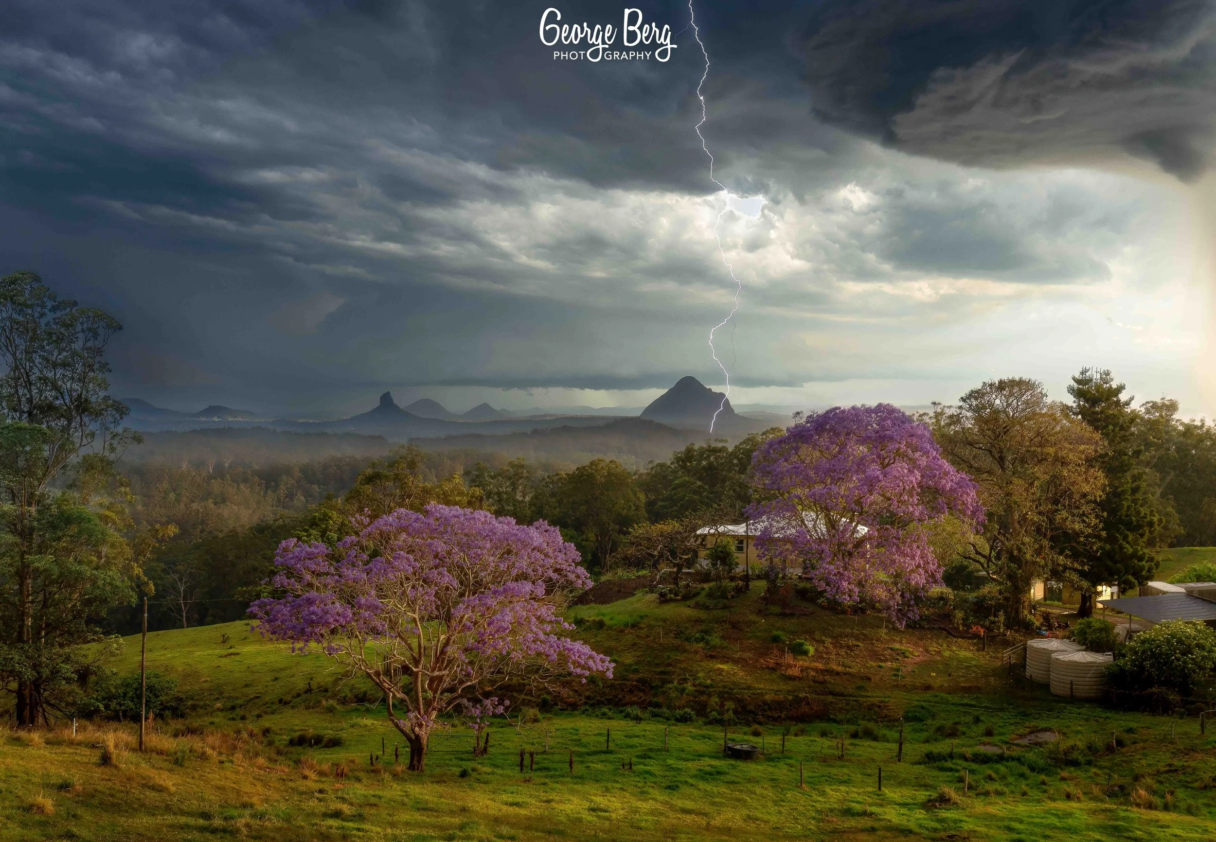 Maleny Jacaranda Stormy Sky