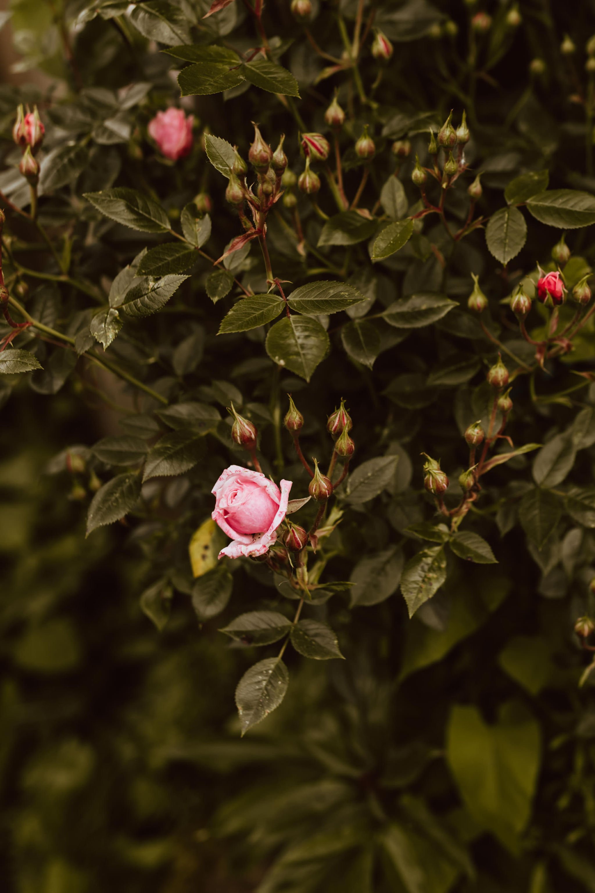 Oregon Coast Wedding and Elopement Photographer Shannon Weiss Photo (70).jpg