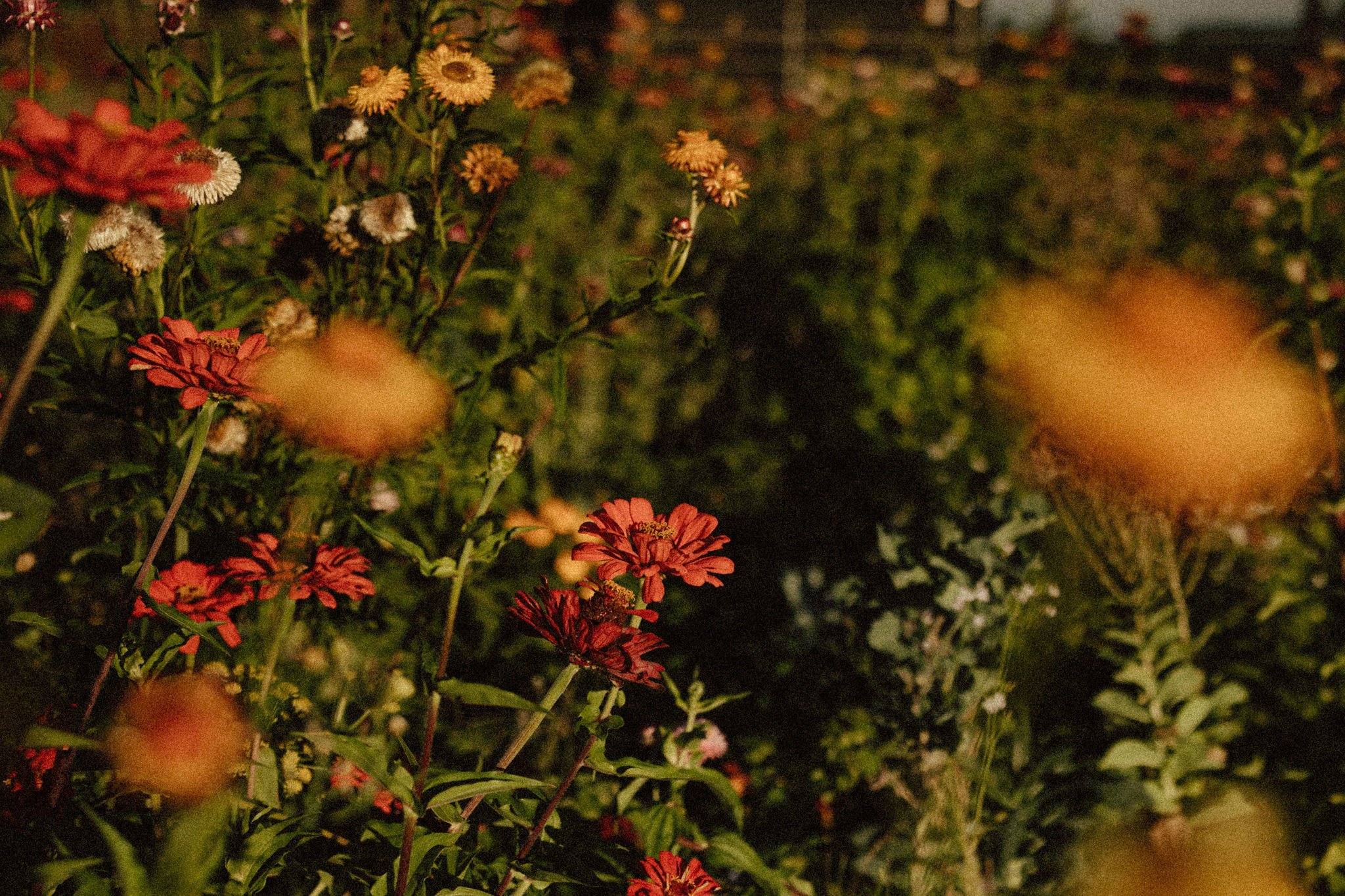 Portland Oregon Family and Maternity Photographer Shannon Weiss (32).jpg