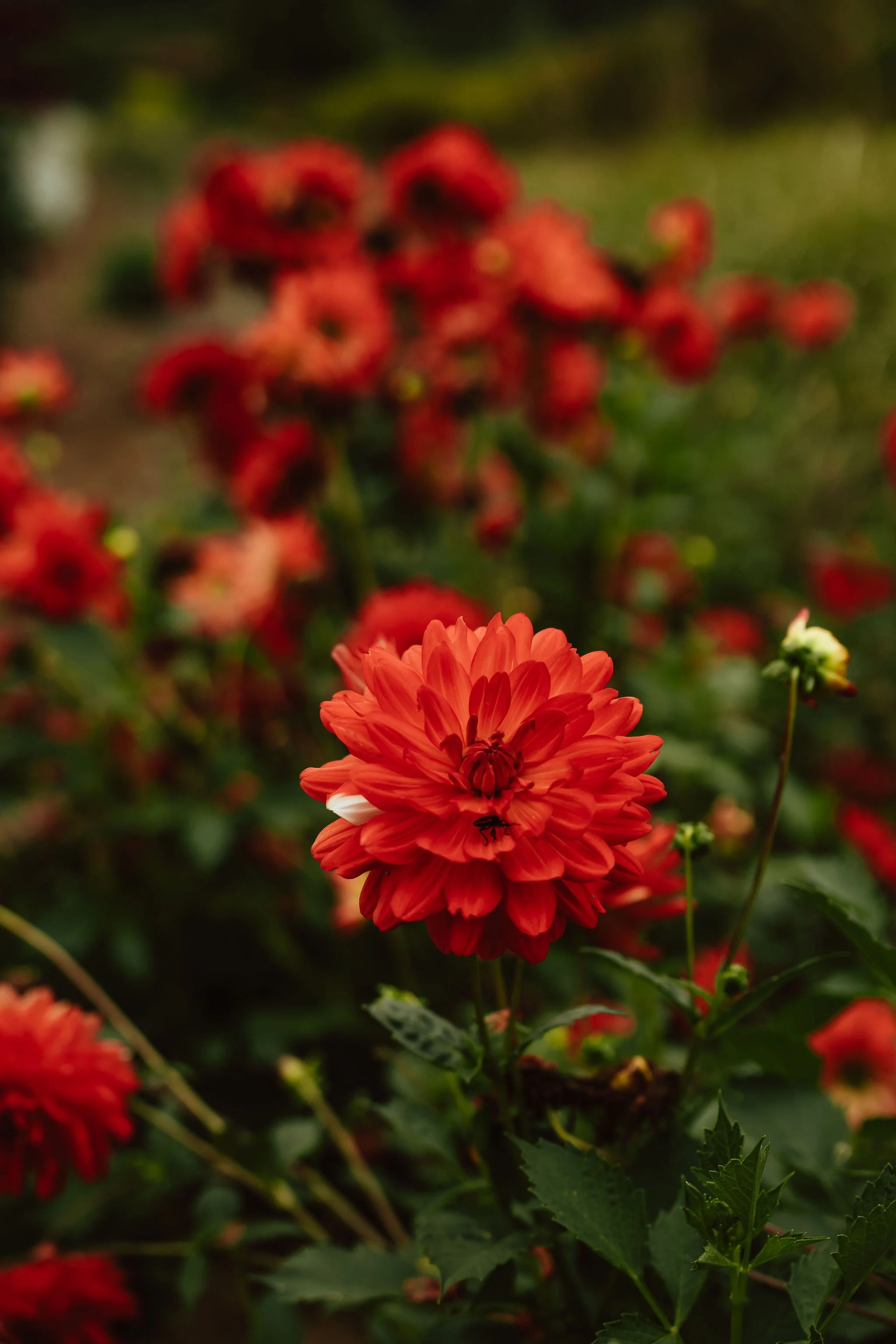 Tillamook Oregon Wedding Hydrangea Ranch (13).jpg
