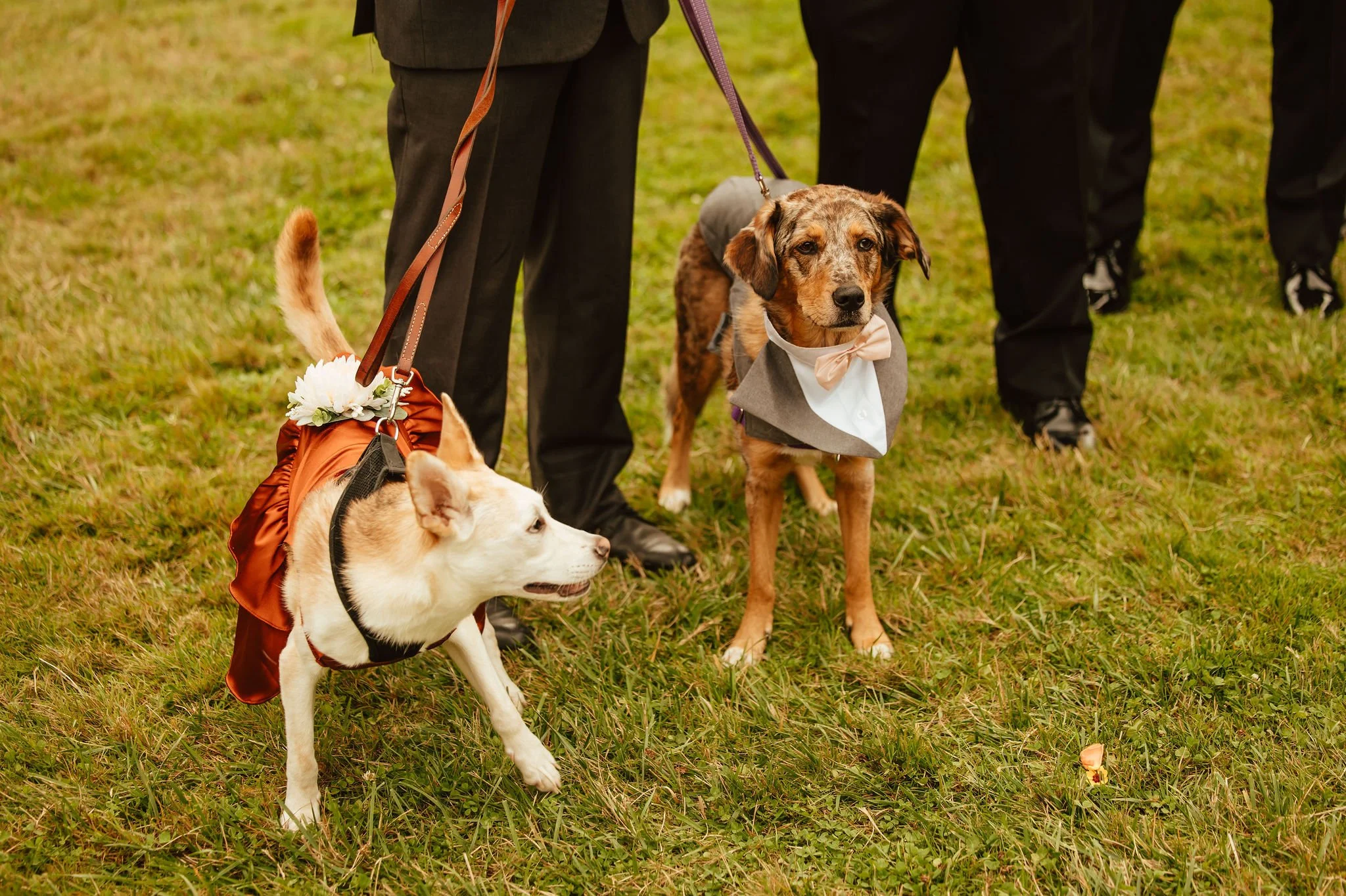 Tillamook Oregon Wedding Hydrangea Ranch (83).jpg