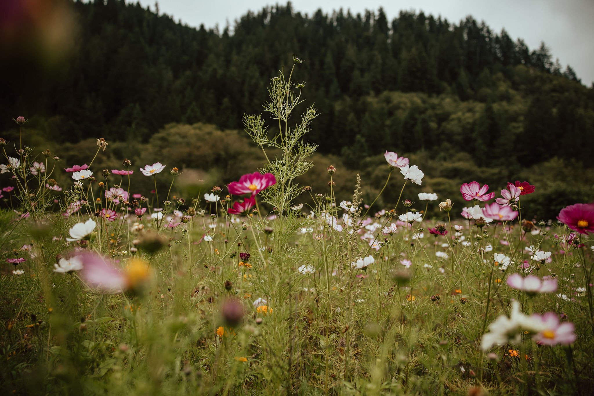 Tillamook Oregon Wedding Hydrangea Ranch (101).jpg