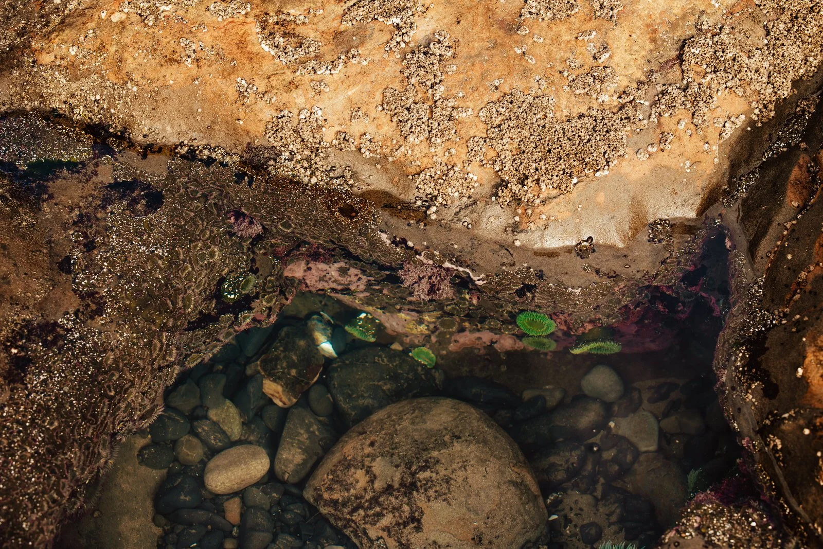 Pacific City Family Photographer Oregon (20).jpg