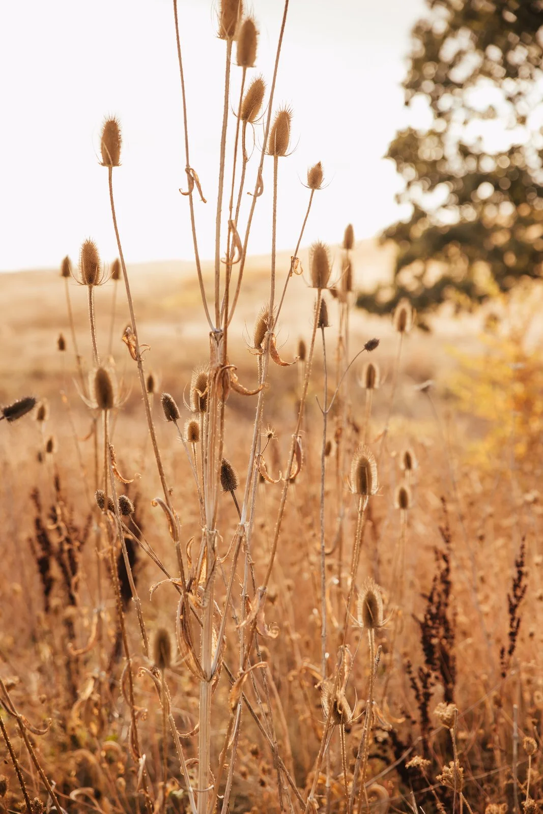 OSU Corvallis Oregon Photographer (2).jpg