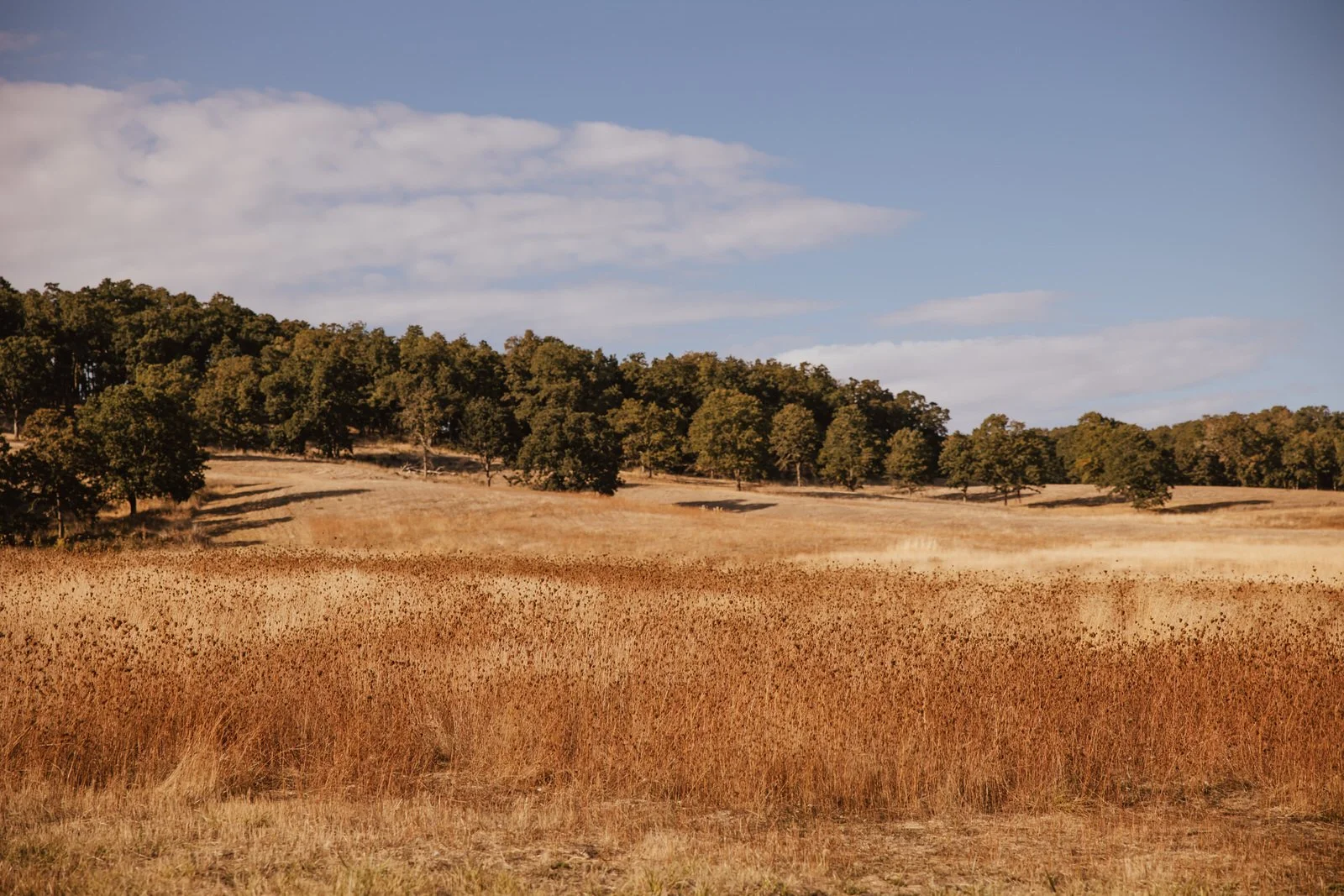 OSU Corvallis Oregon Photographer (1).jpg