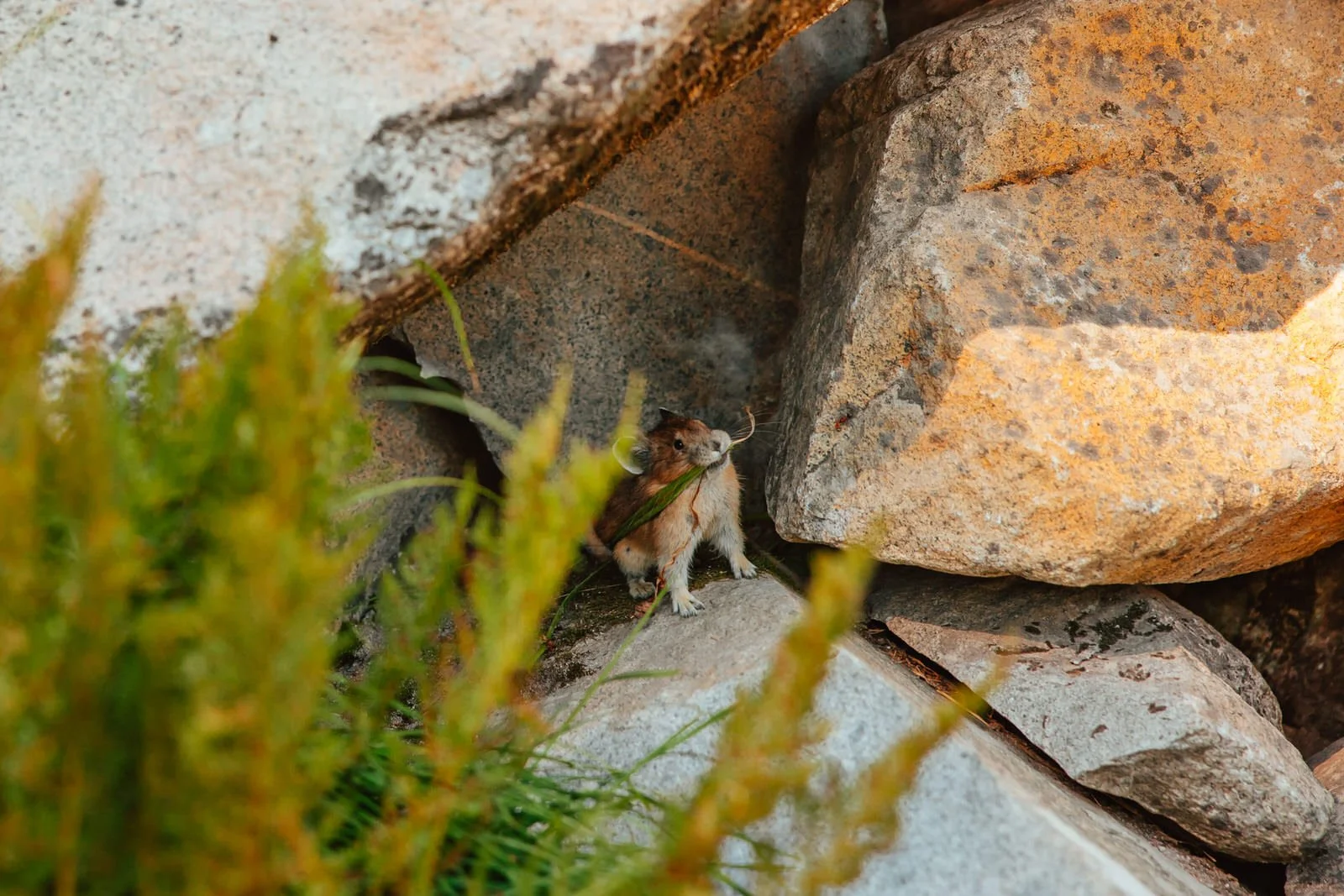 Mt Ranier Senior Photo Session Shannon Weiss Photo (45).jpg