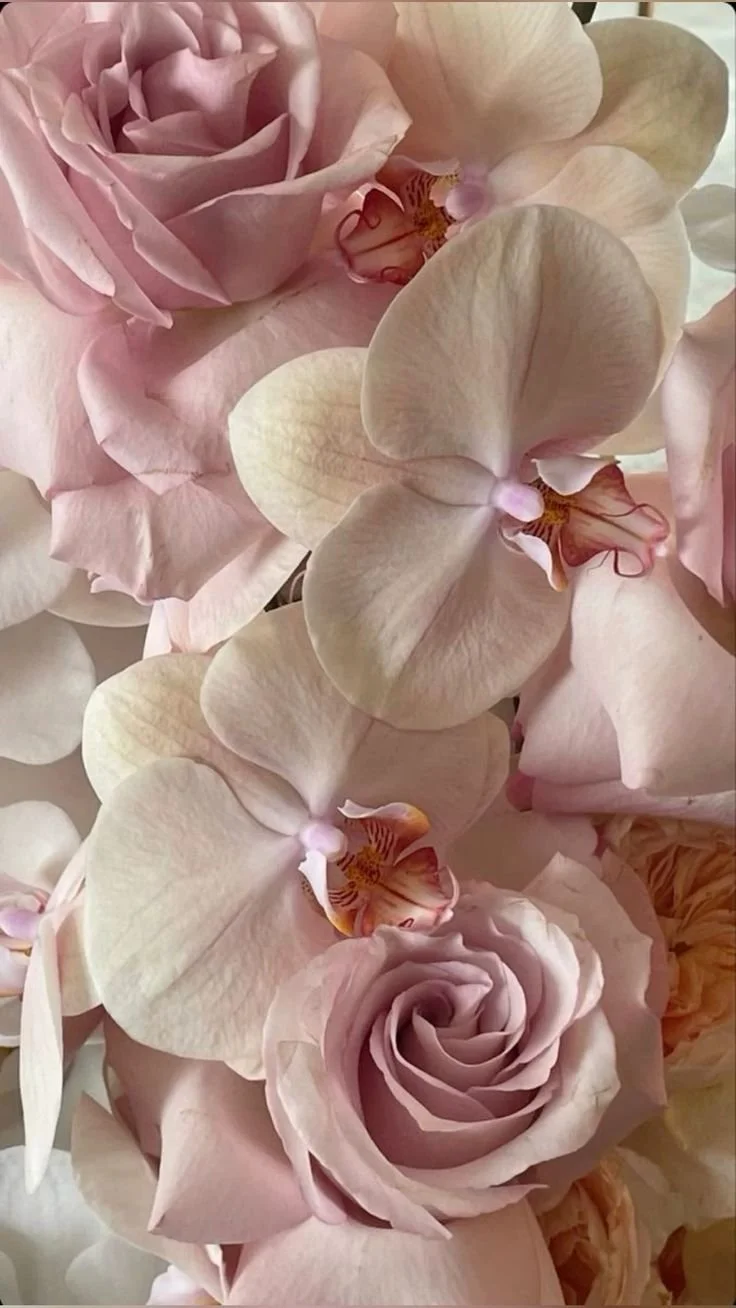 Close-up of pink roses and orchids in soft lighting