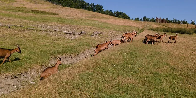 Per una Terra Comune, viva, coltivata, allevata.