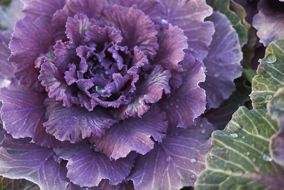 manifesto_iStock-915299274 copia.jpg