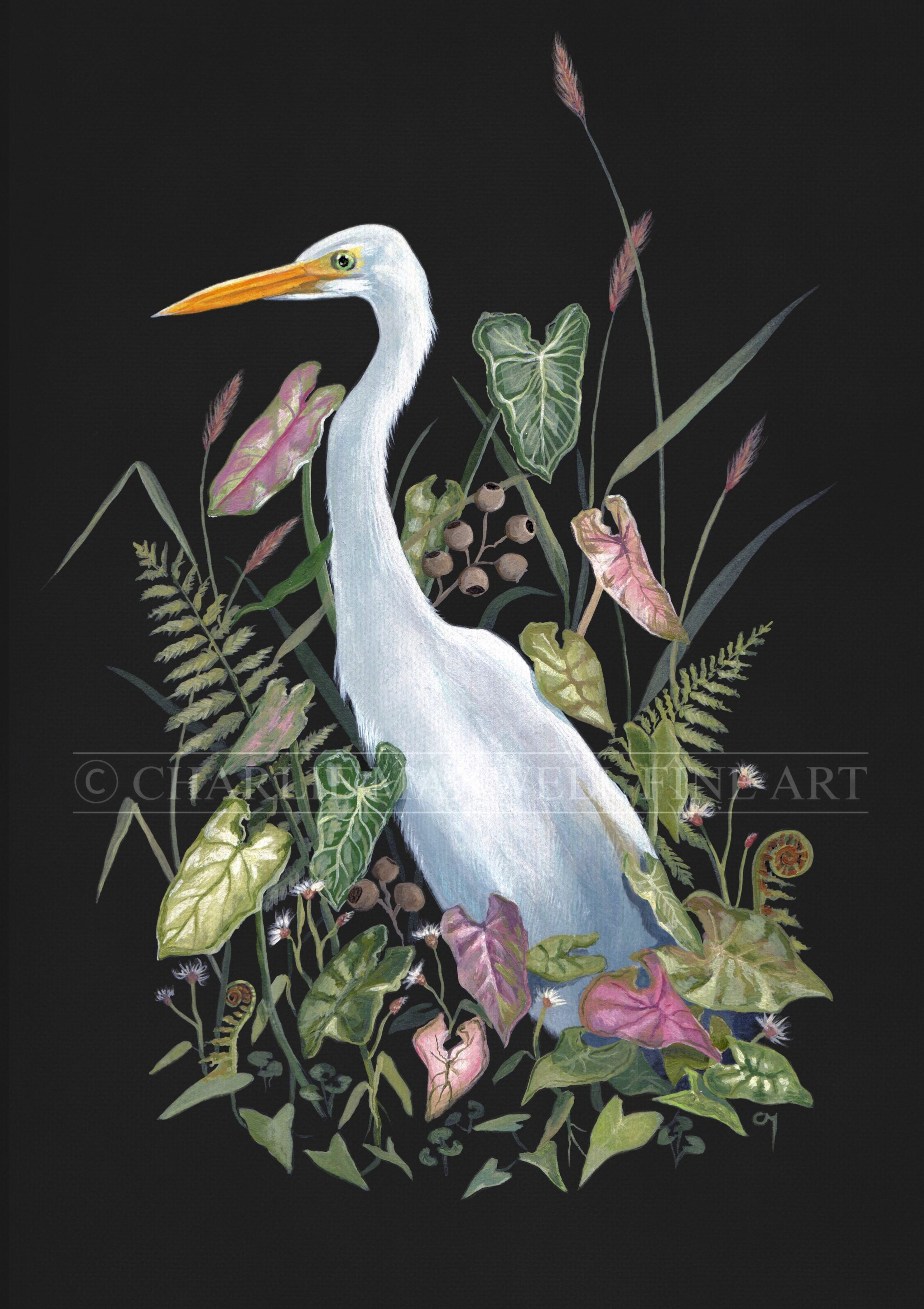 Illustration of native Great Egret bird amongst Syngonium, ferns, & aquatic foliage, on black background, by Charlie Maxwell, Australian wildlife artist.