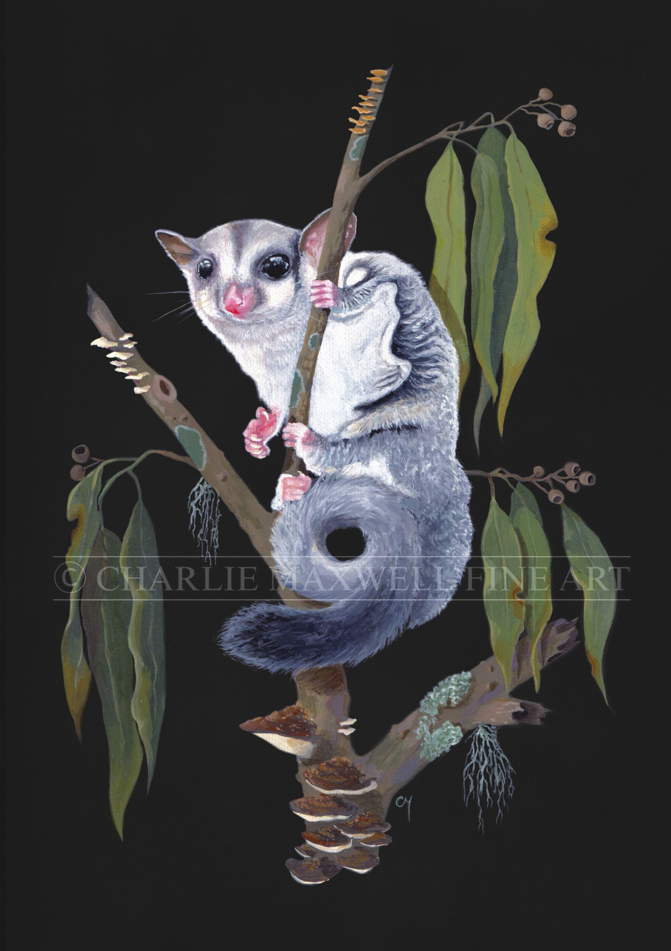 Illustration of native Sugar Glider amongst Eucalyptus foliage, scattered with native wood fungi, on black background. By Charlie Maxwell, Australian wildlife artist.