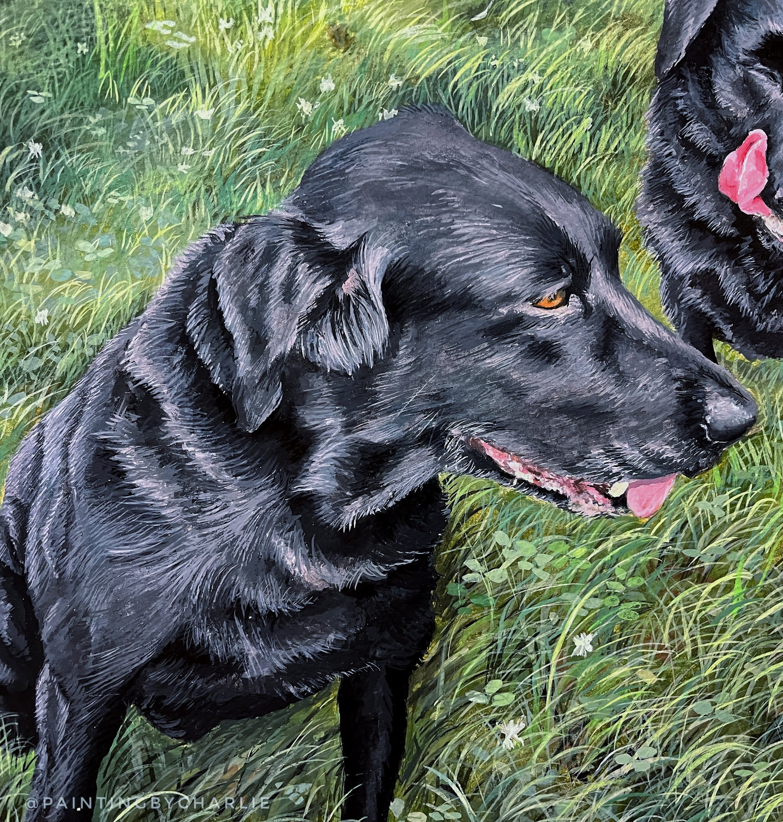 Close up - Charlie (nice name)