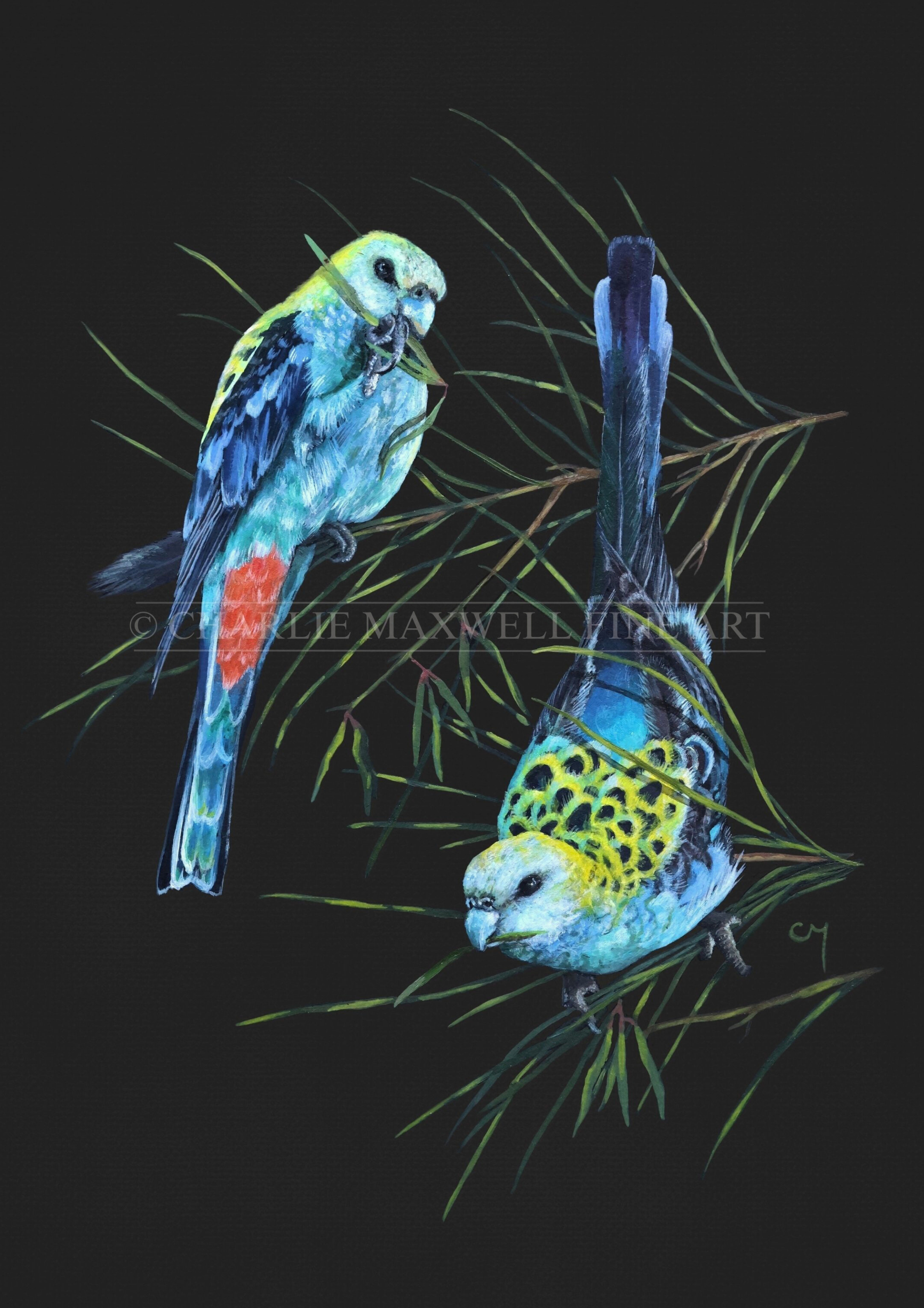 An illustration of a pair of native iconic Australian Pale-Headed Rosellas feeding on a the foliage of a Casurina tree, on a black background, by Charlie Maxwell.