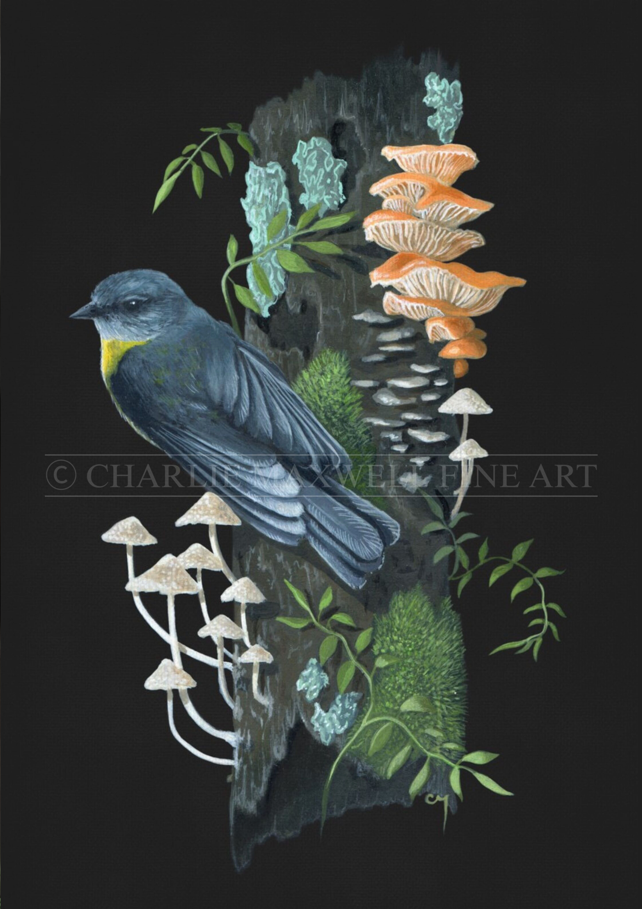 Art print of native eastern yellow robin bird on tree trunk with fungi, lichen, & moss, on black background, by Charlie Maxwell, wildlife artist.