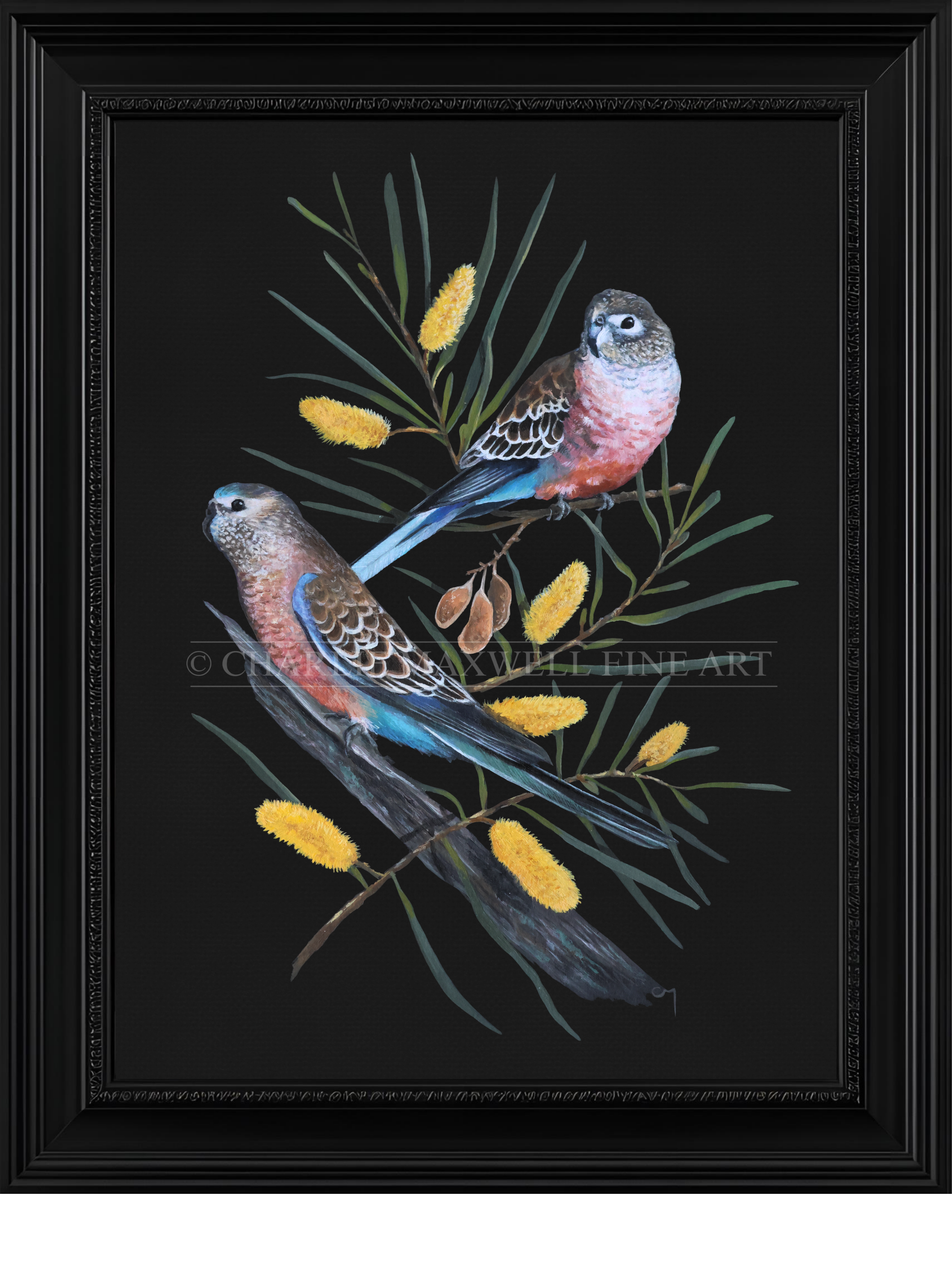 Framed painting of a pair of colourful, arid Australian birds, Bourke’s parrots (Neopsephotus bourkii), perched on a yellow flowering Wattle/Mulga tree (Acacian aneura).